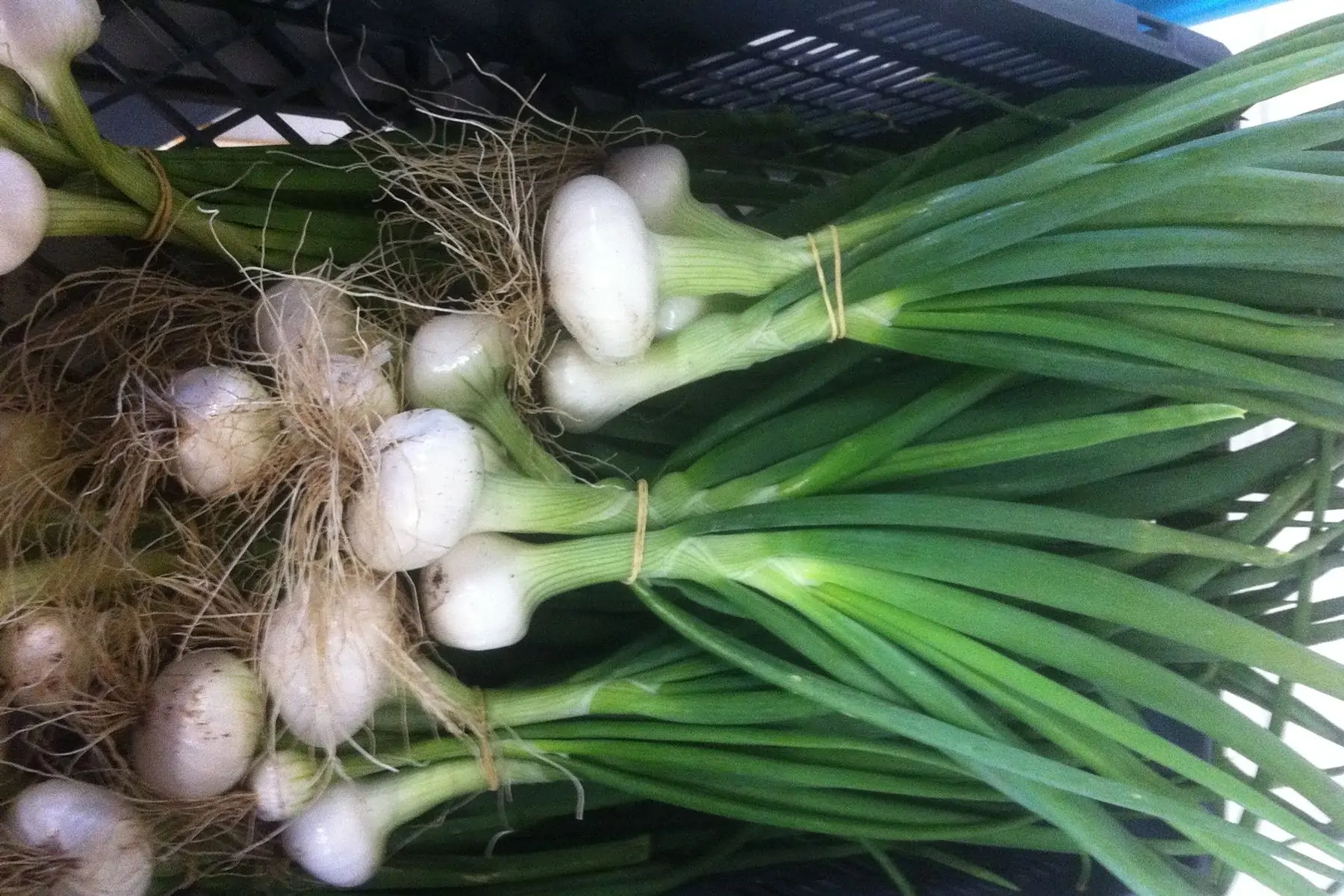 botte d'oignon blanc frais