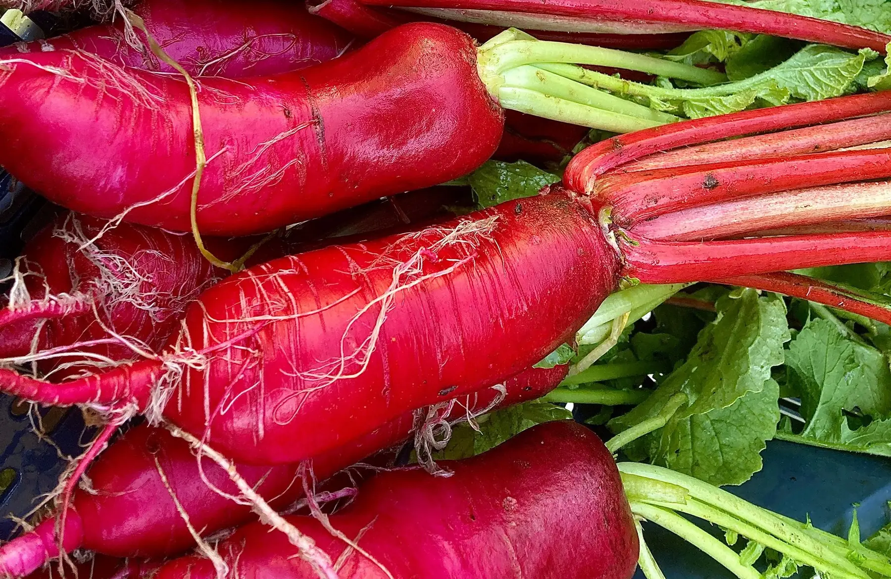 Radis d’hiver china rose