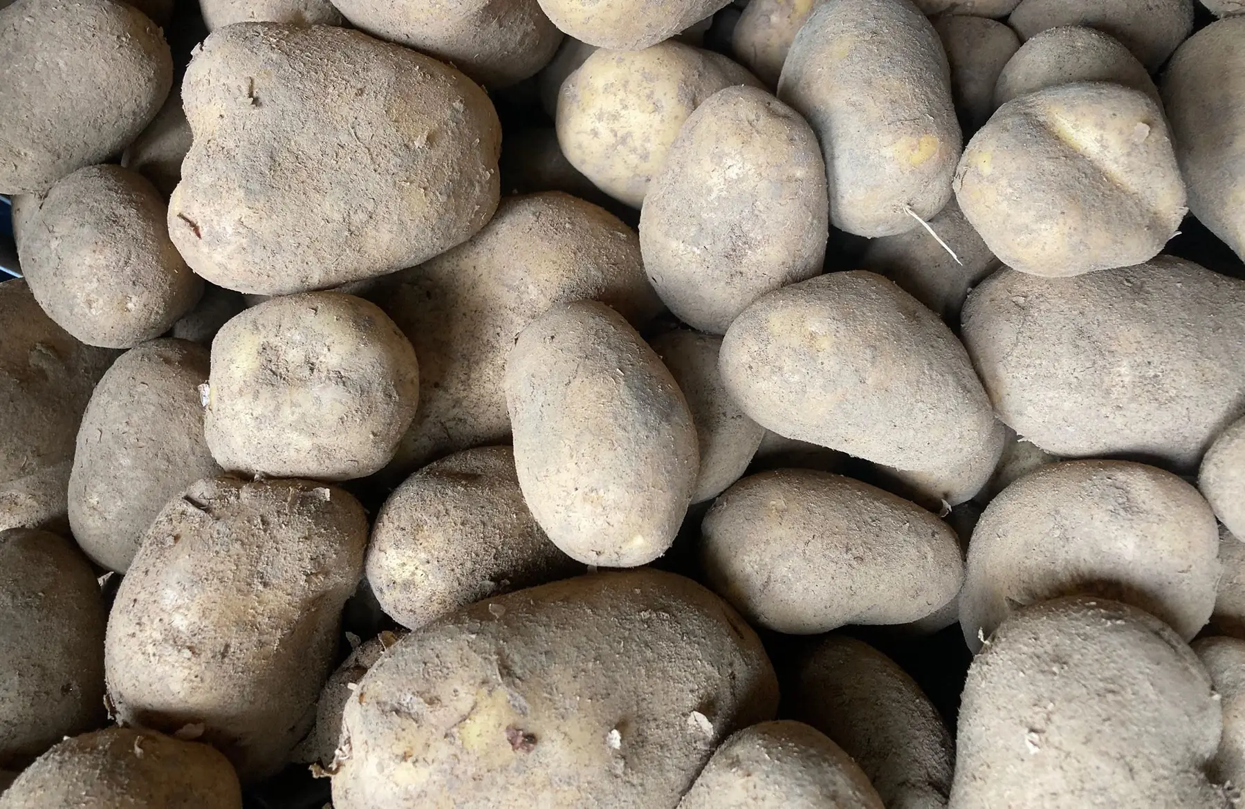 pomme de terre ditta