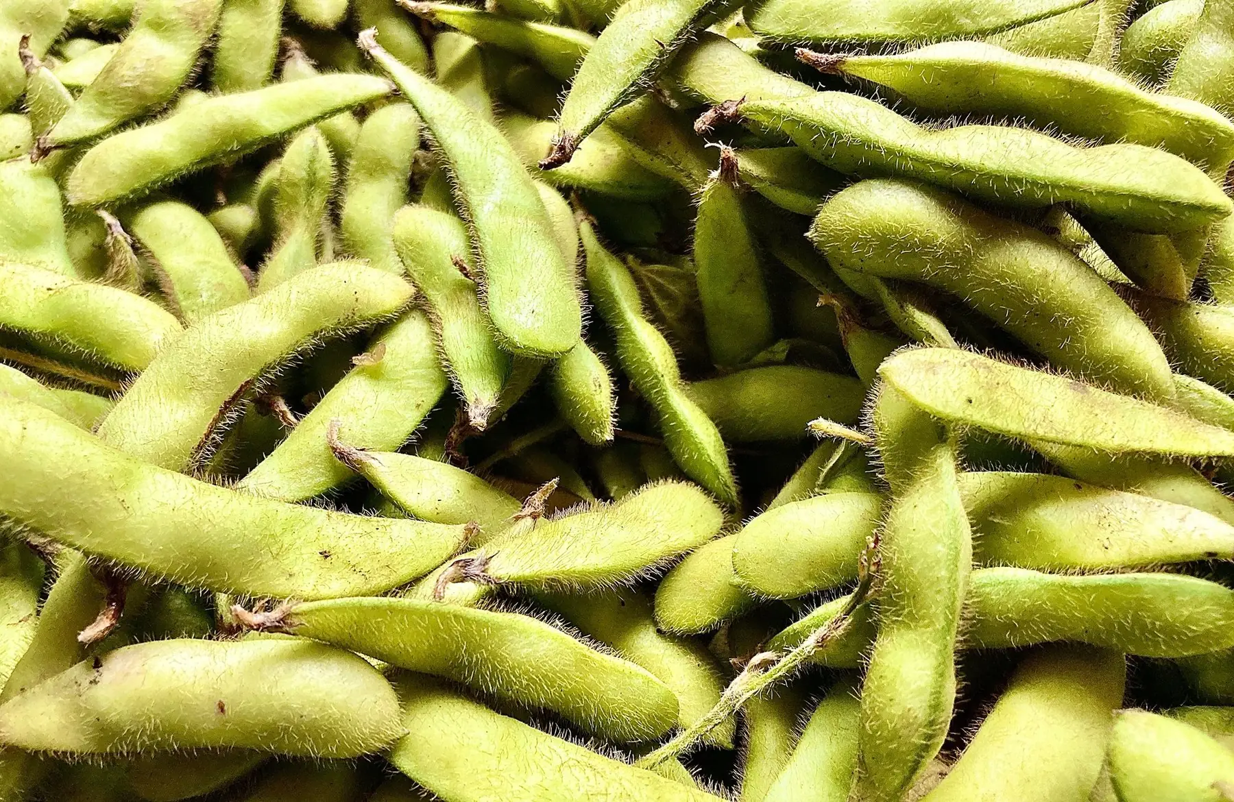 Edamame ( feve soja)