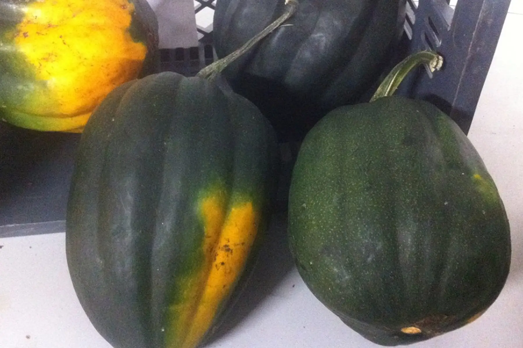 courge cornue d’hiver