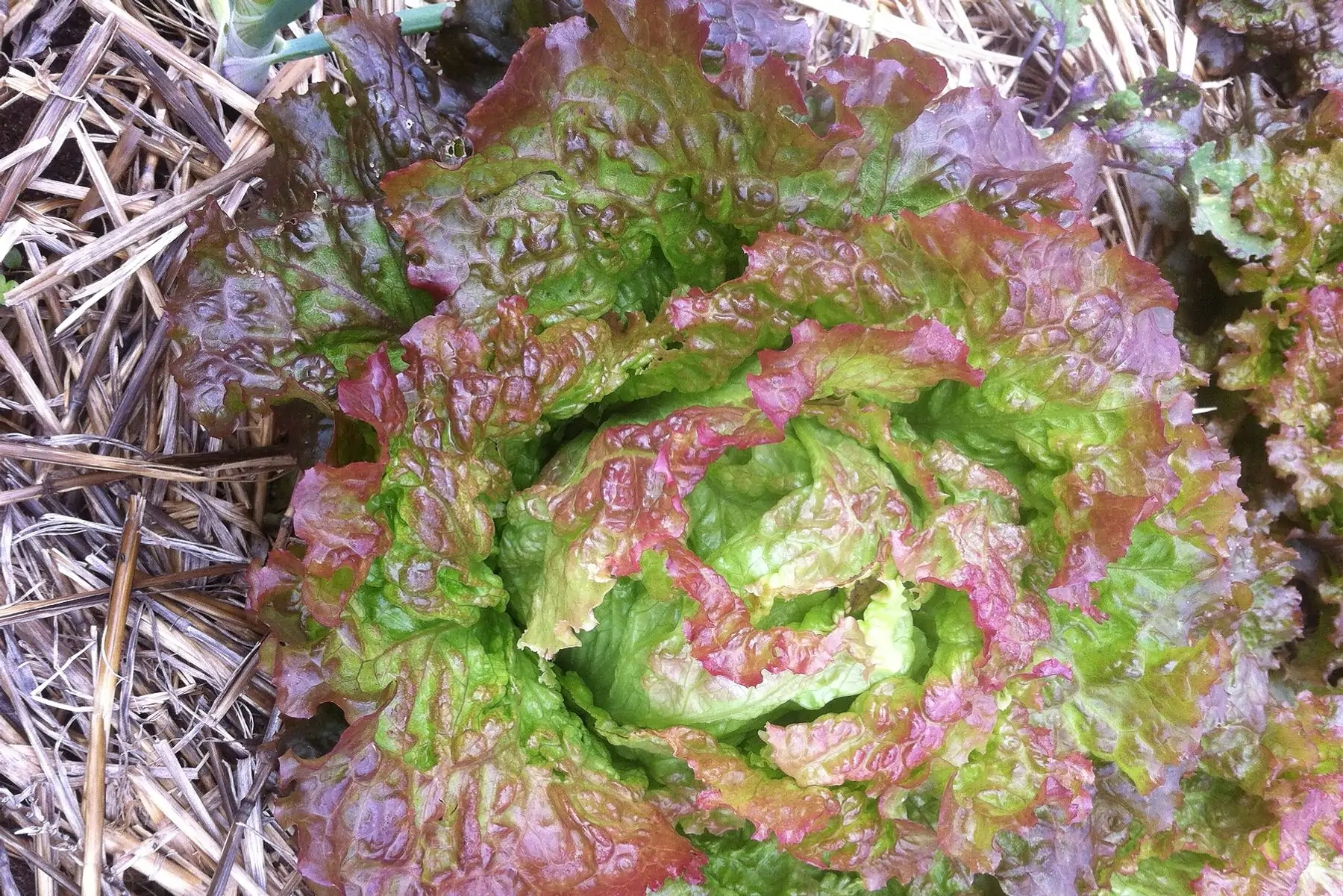 salade ( laitue/batavia)