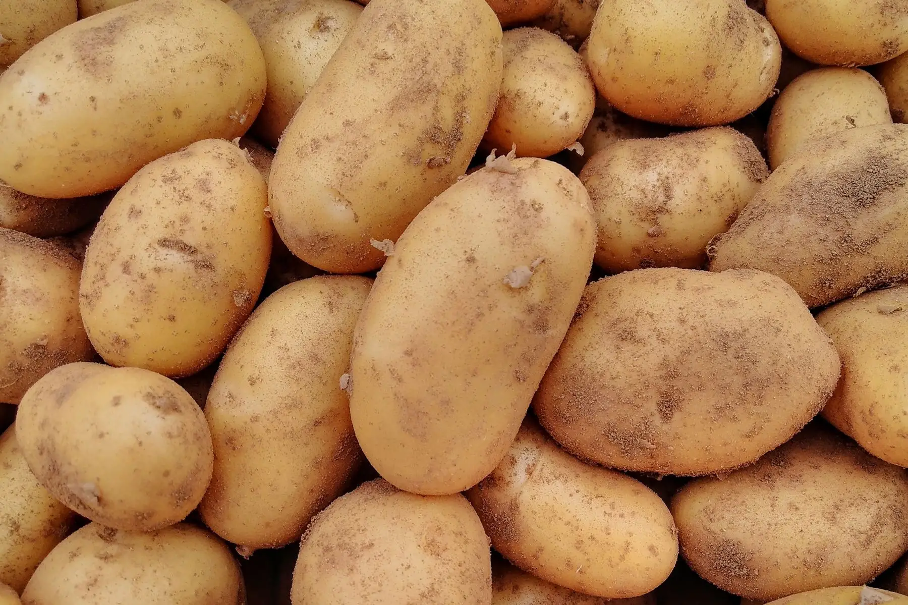 pomme de terre "Alliance"