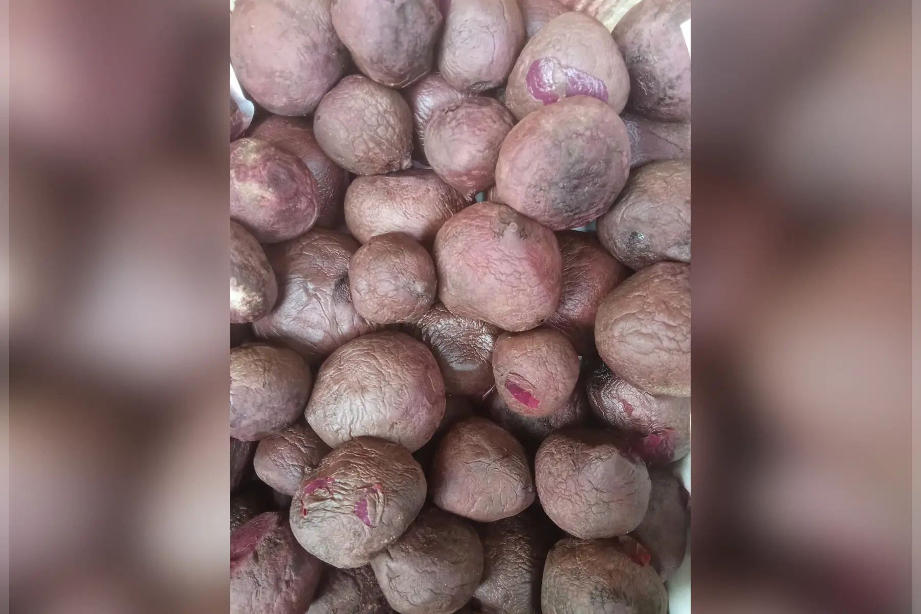 betterave rouge cuite