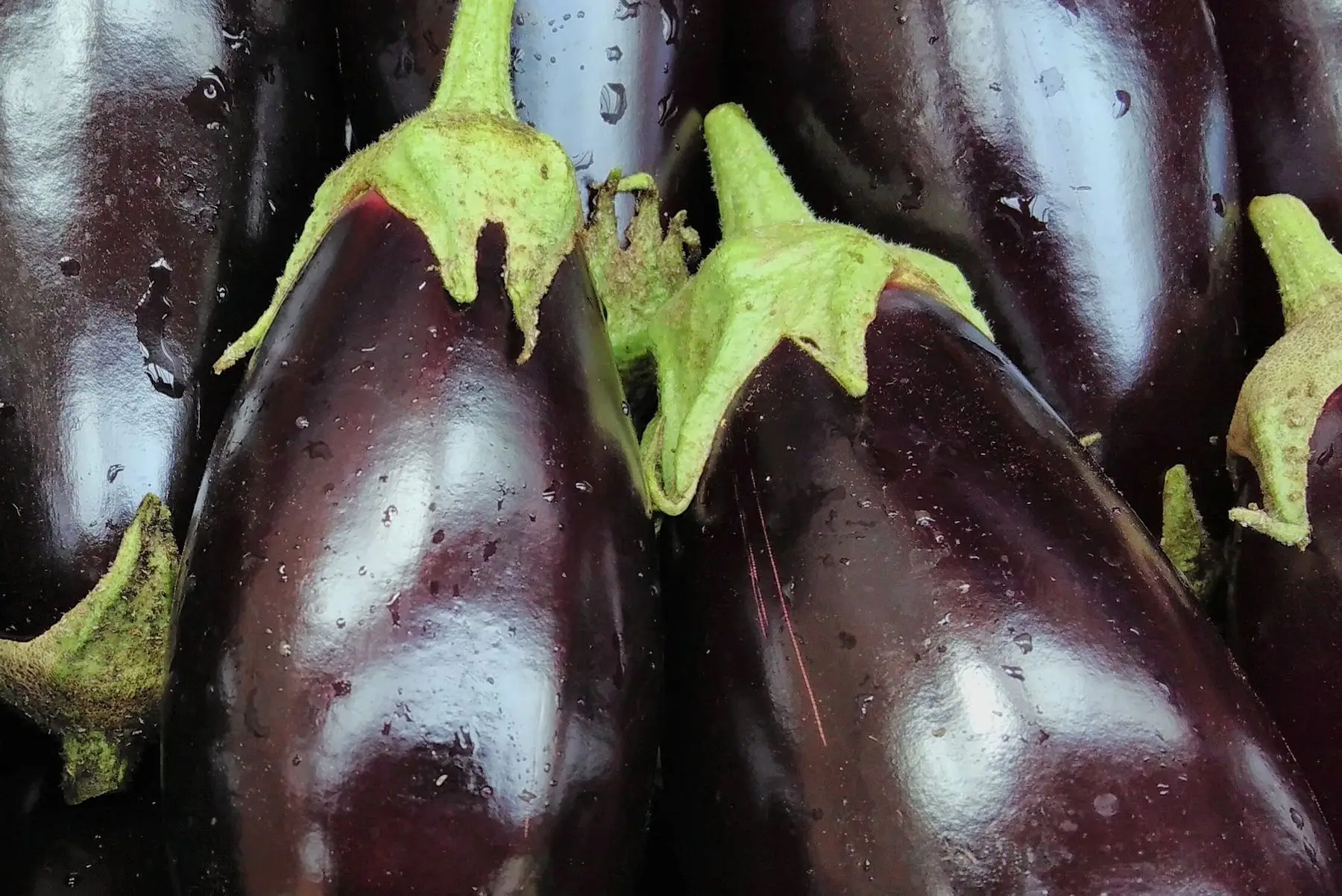 aubergine