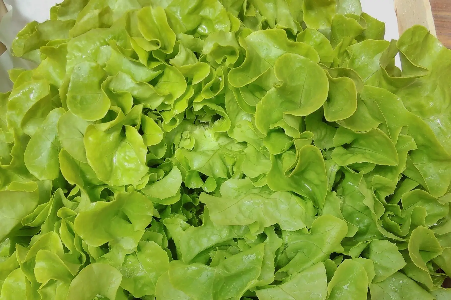 feuille de chêne verte