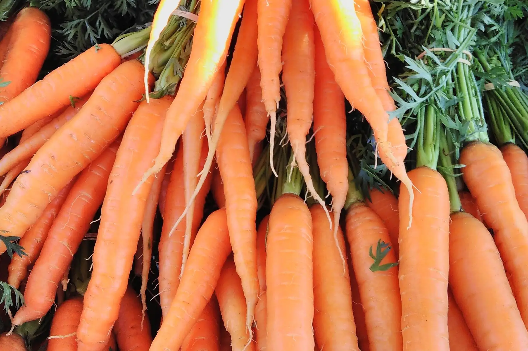 carotte botte