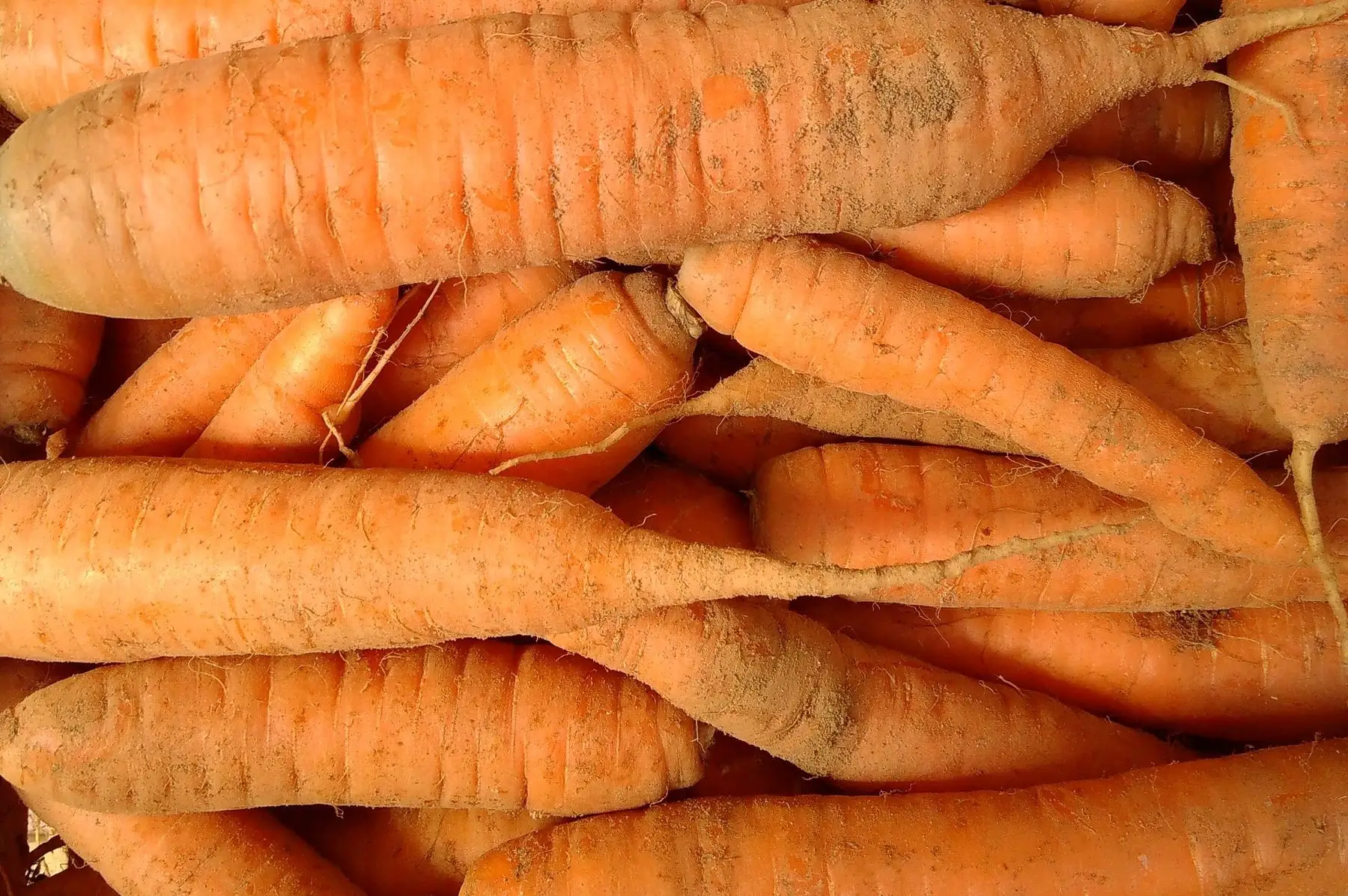 carotte "sable"