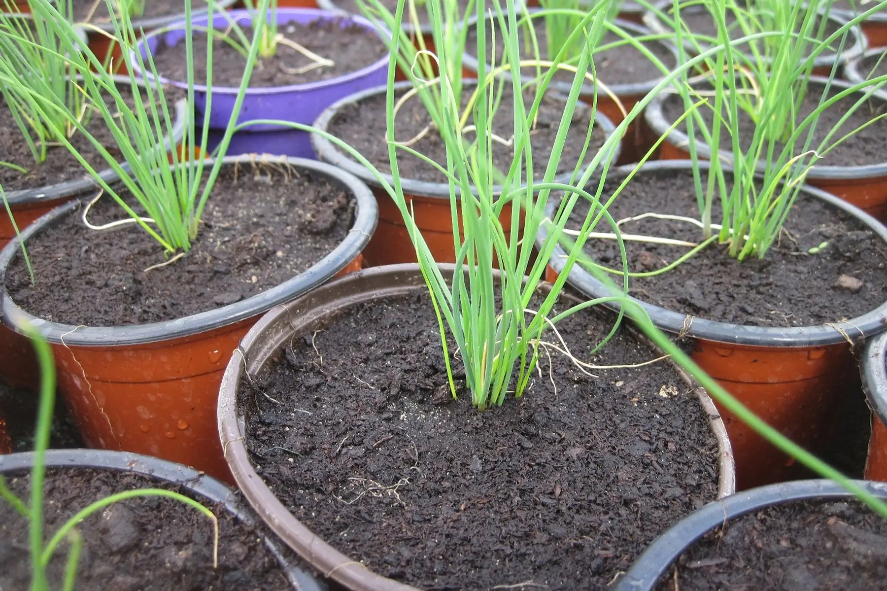 plant ciboulette