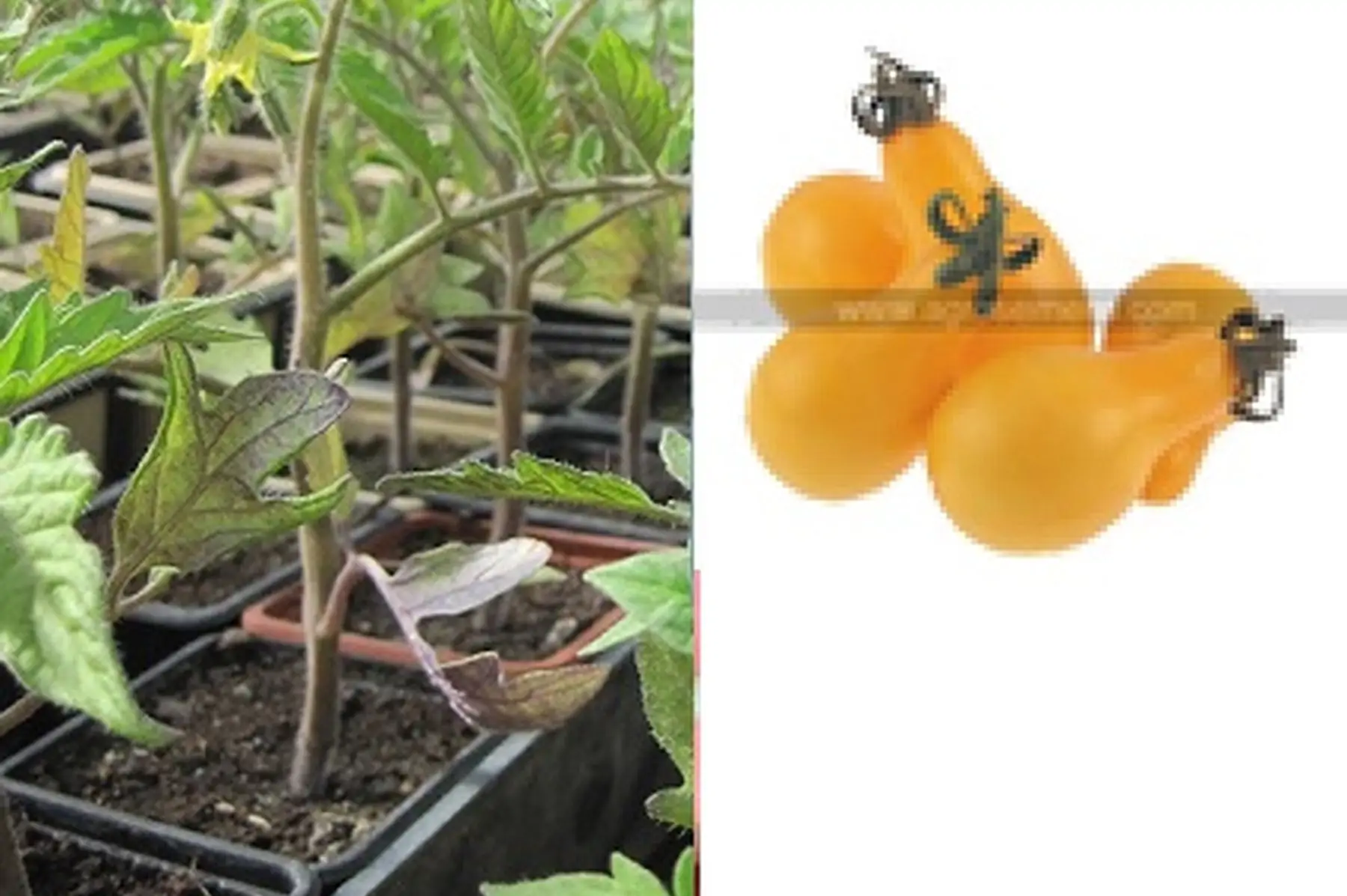 plant tomate cerise jaune