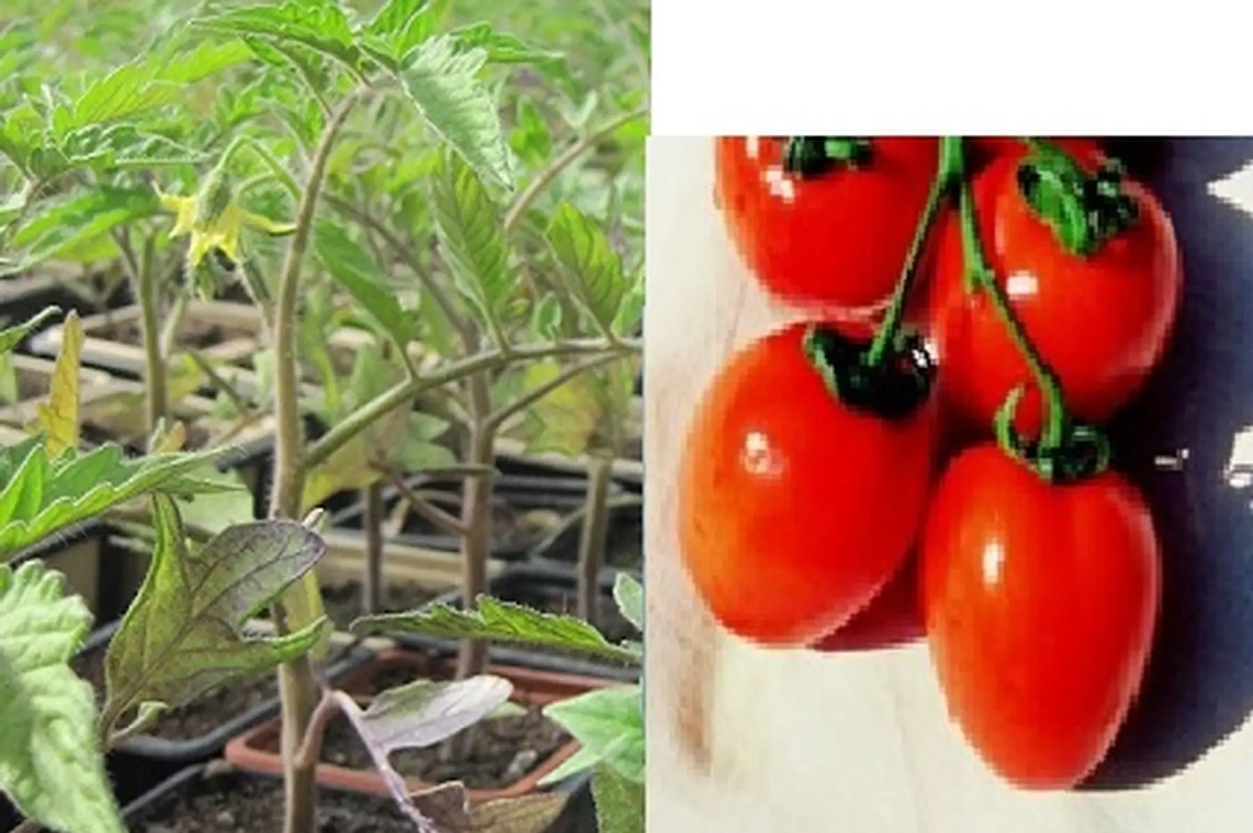 plant tomate roma