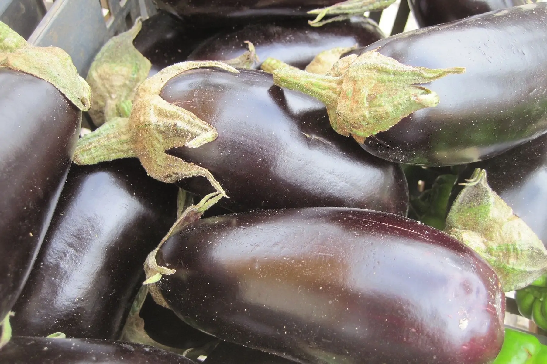 aubergine