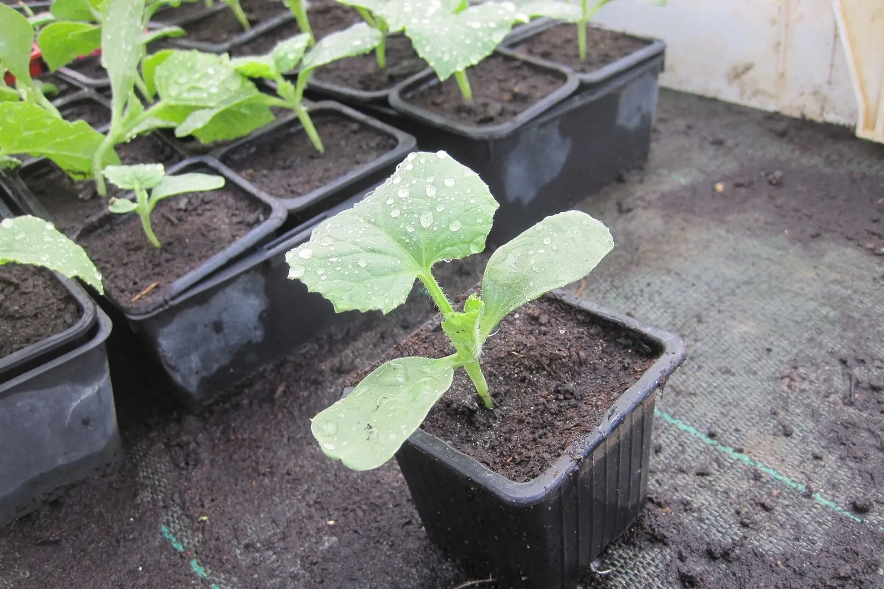 plant melon