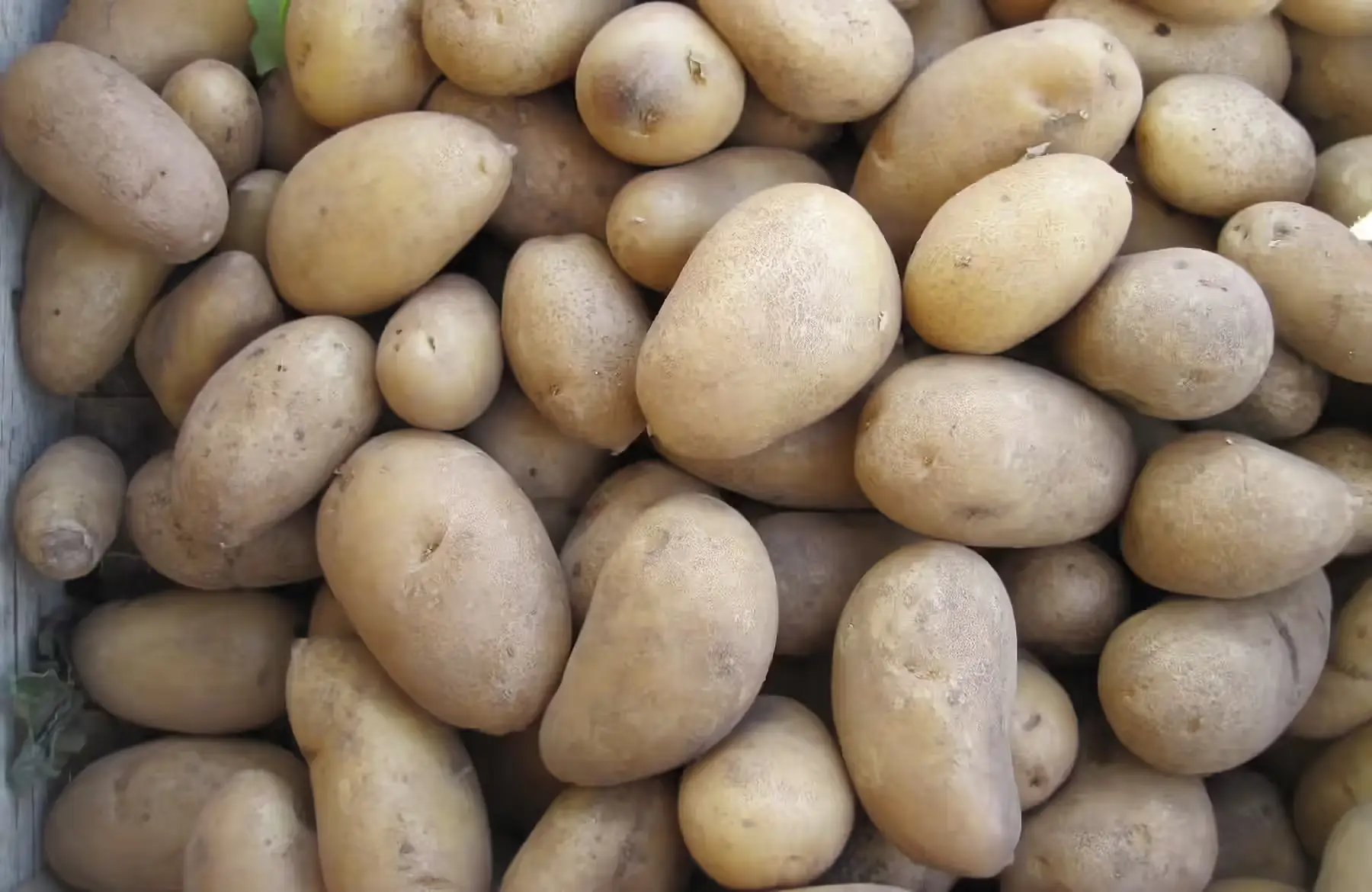 pomme de terre grenaille lavée