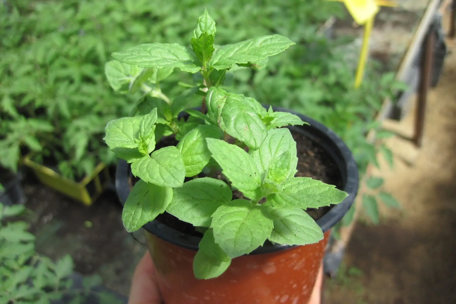 plant menthe poivrée