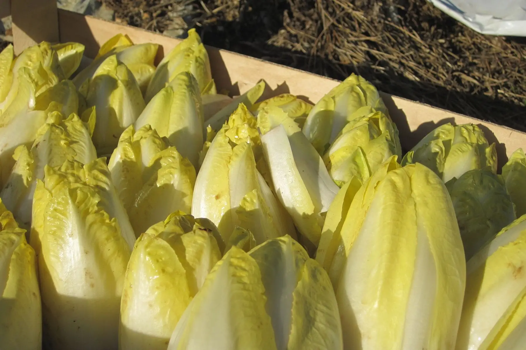 endive