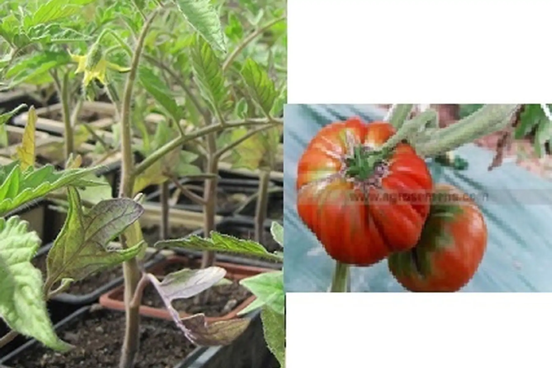 plant tomate marmande