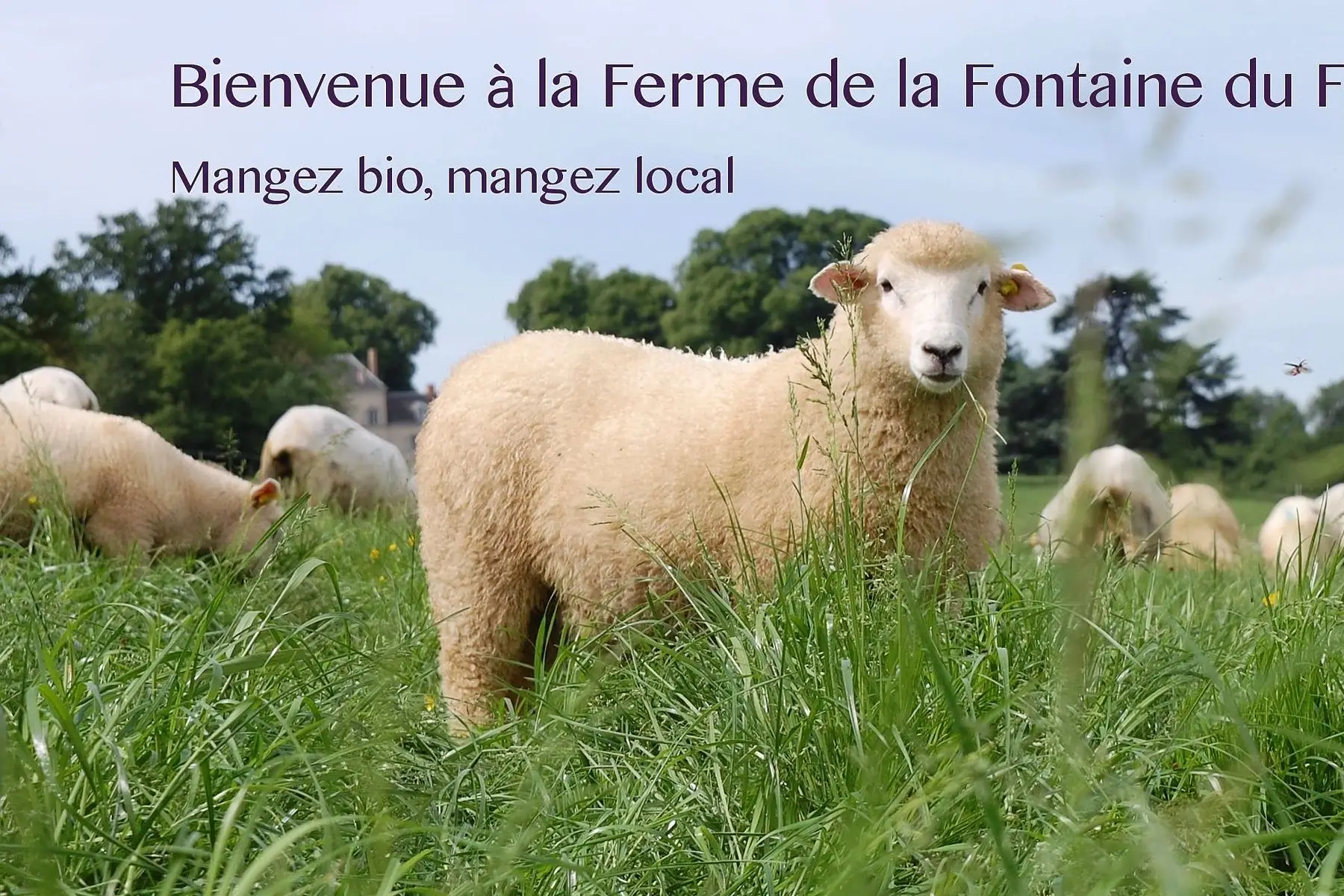 demi agneau bio gigot raccourci