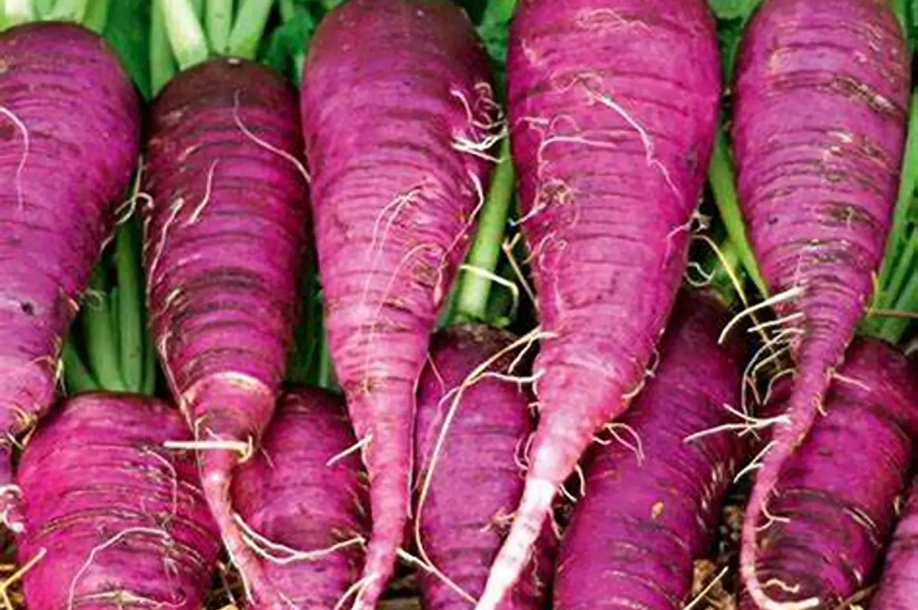 Radis bleu d'automne