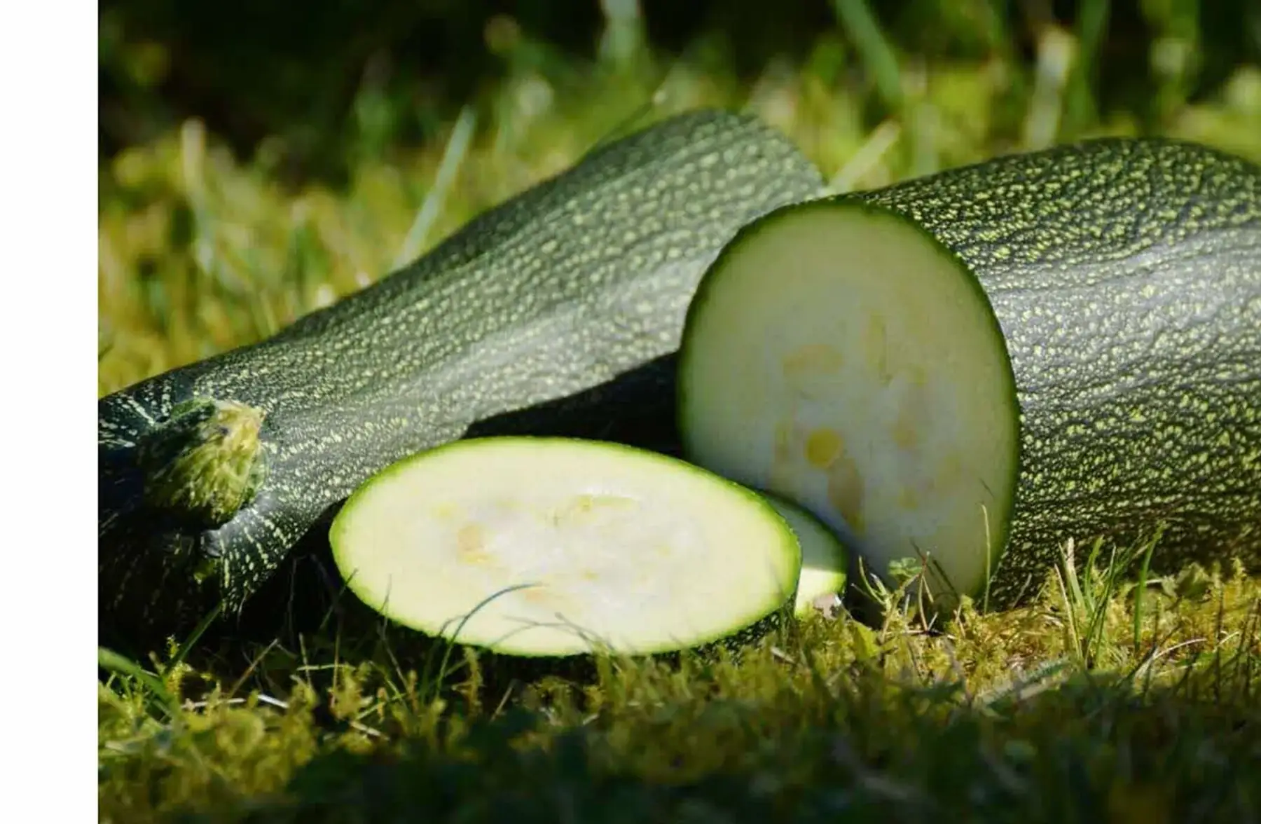 Courgette gros calibre