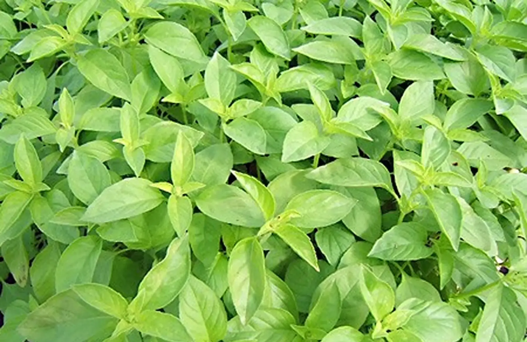basilic citron