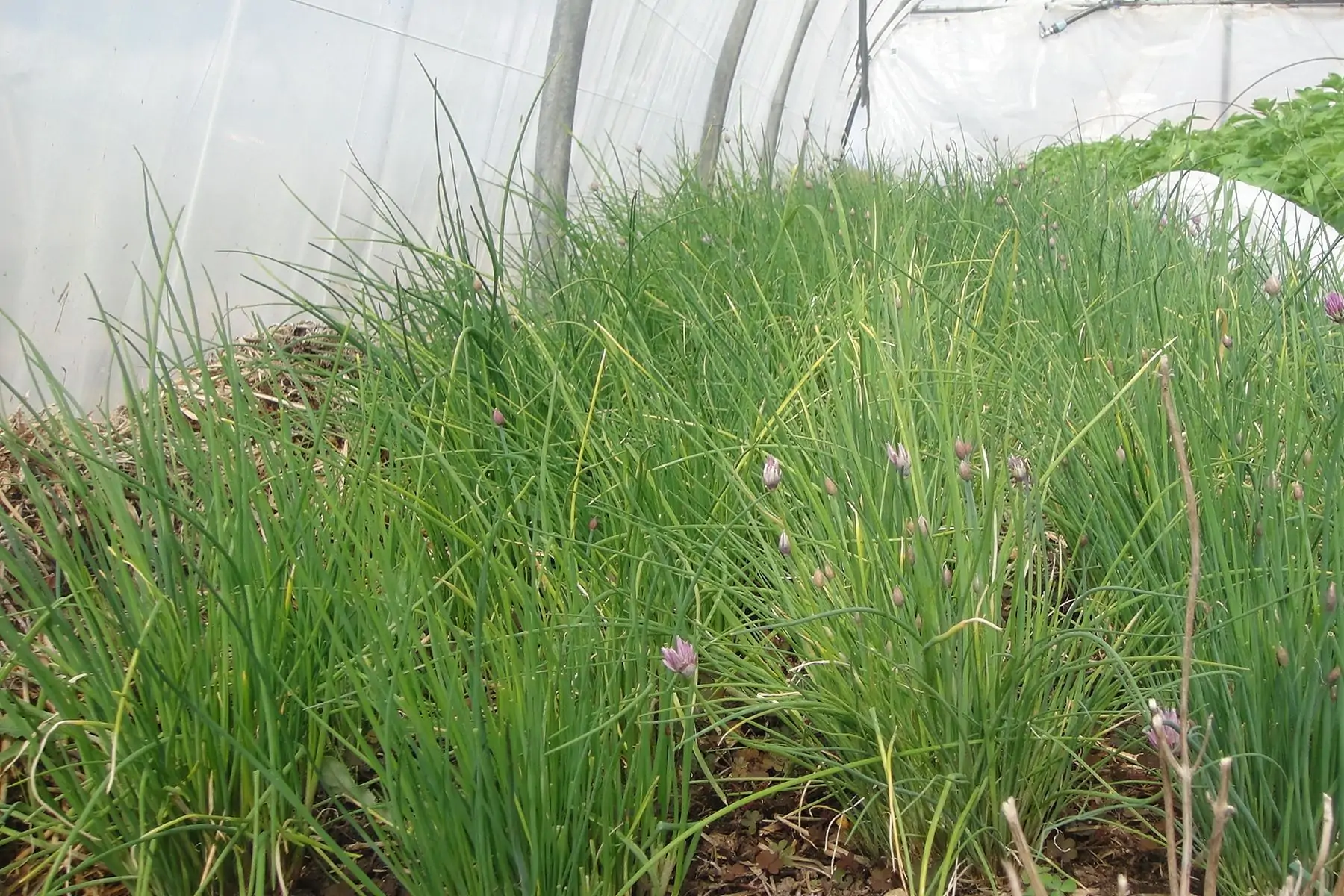 madame sandra vallon