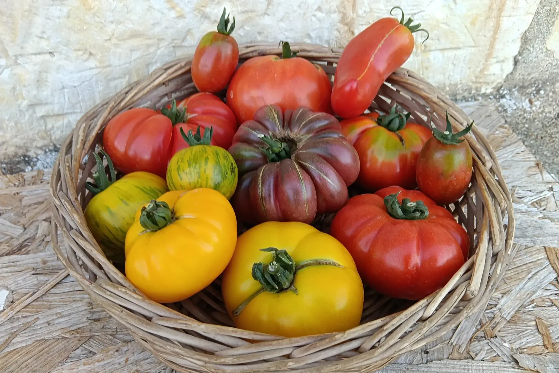 Tomates anciennes