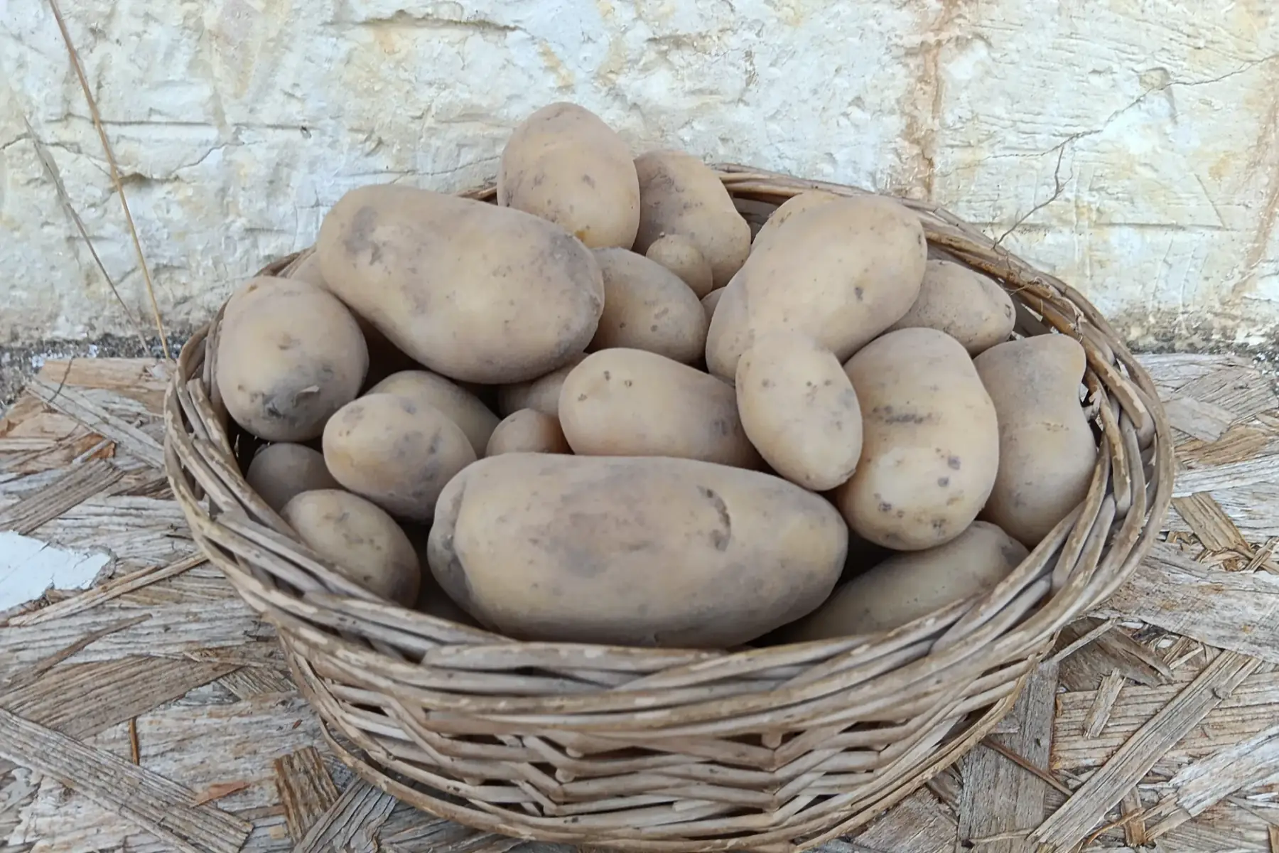 pomme de terre nouvelle, chair ferme , variété ANOE