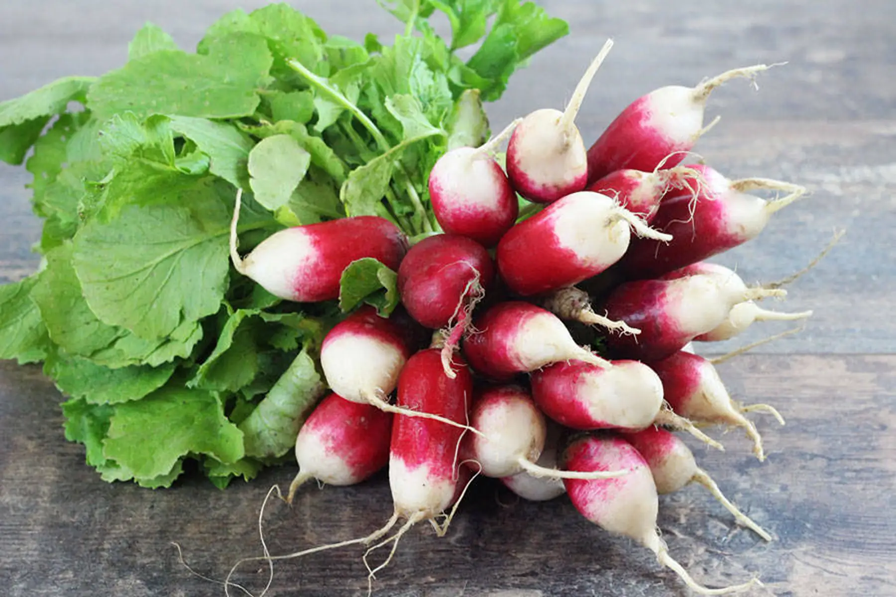 radis roses longs botte