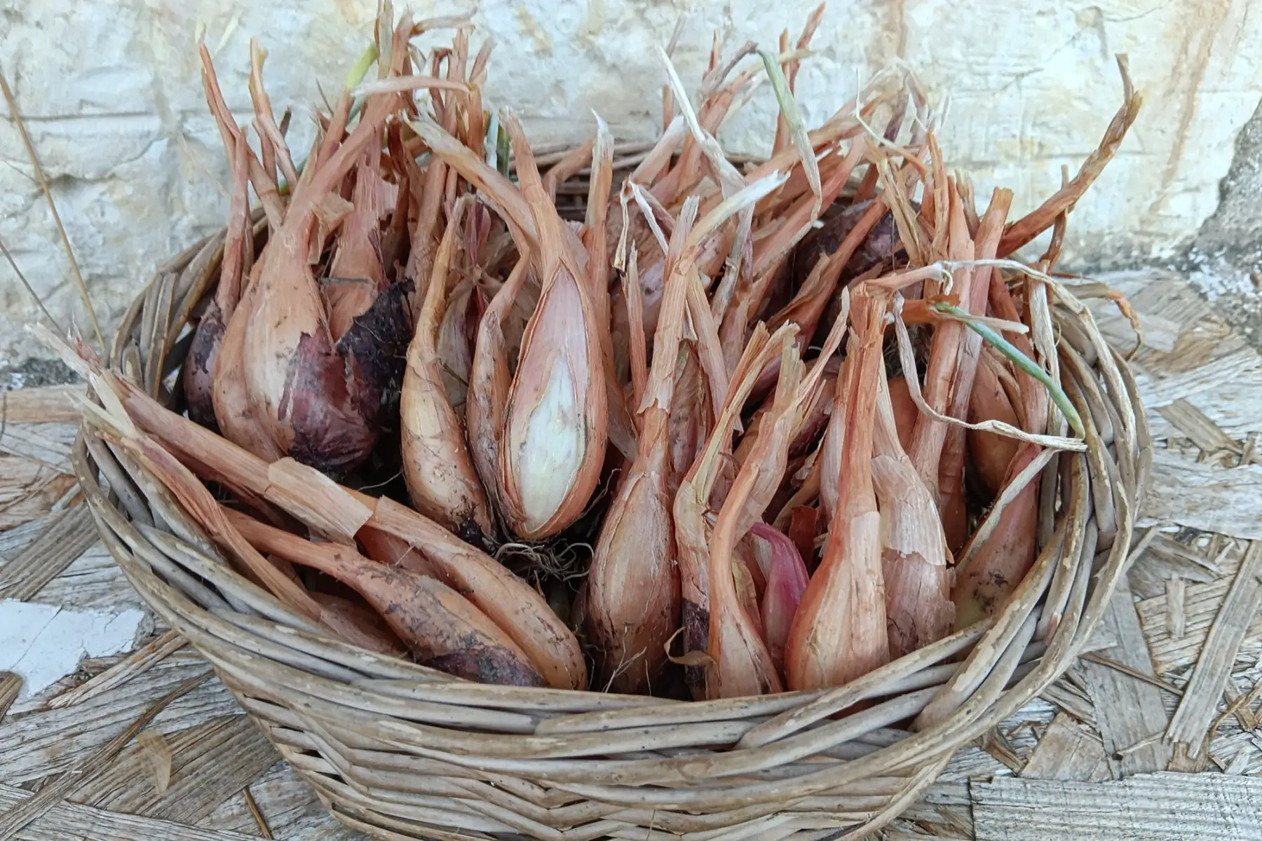 echalote