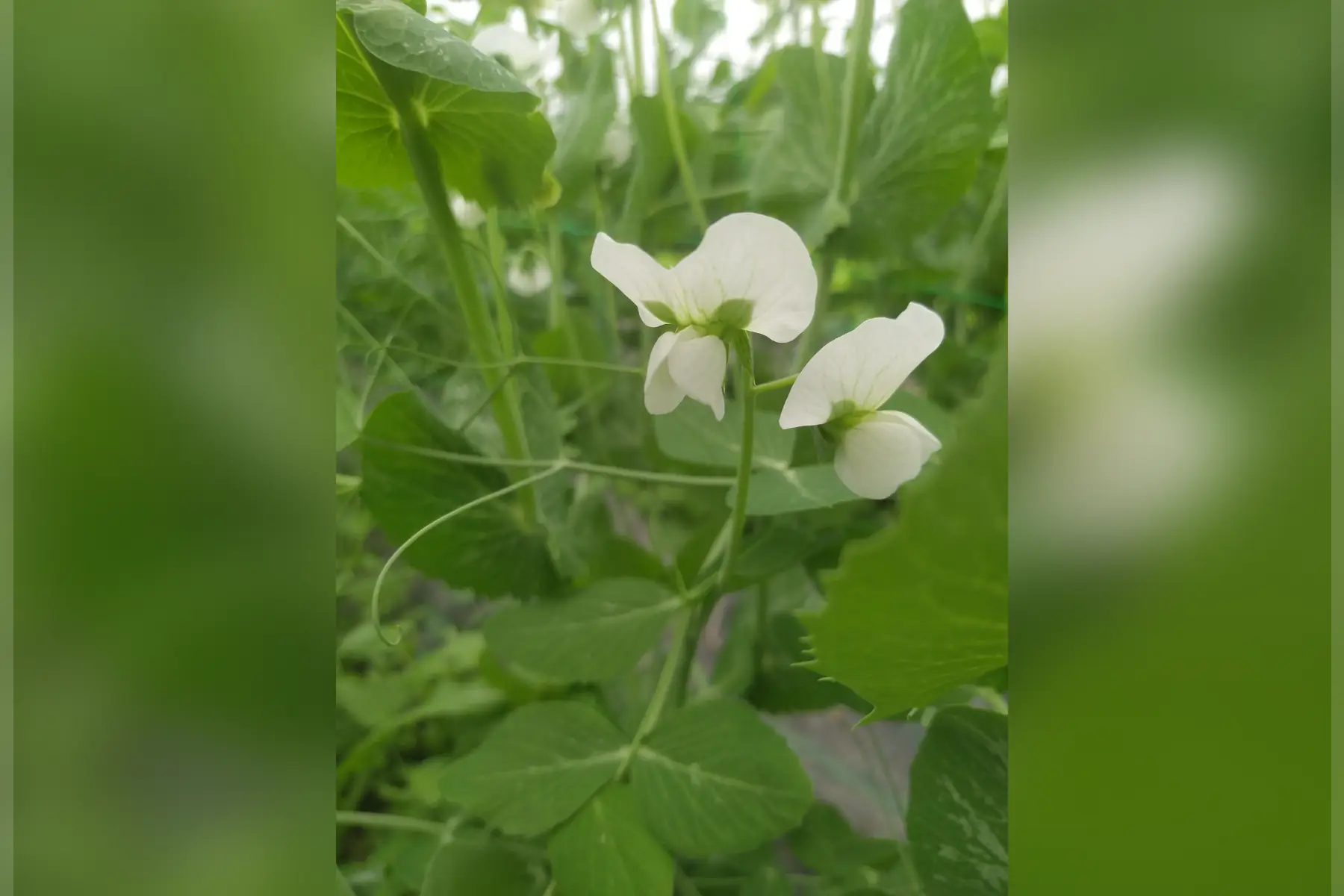 Au Potager Bio de Sandra et Léa