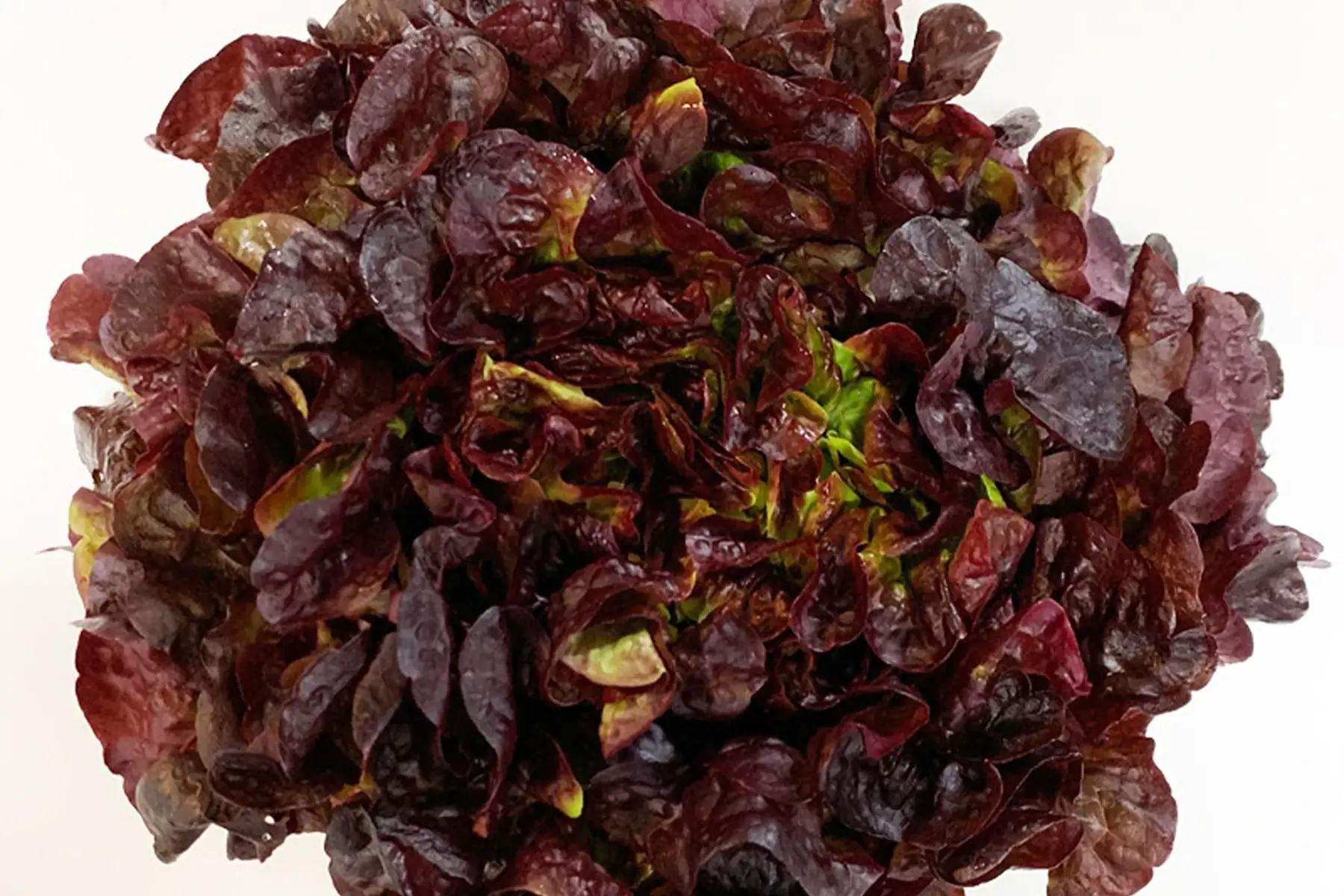 salade feuille de chêne rouge