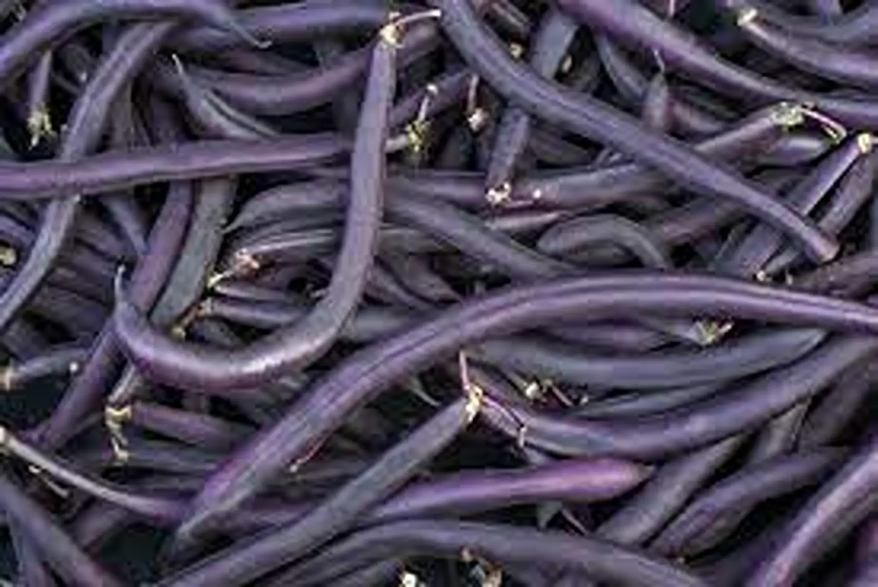 Haricot pourpre
