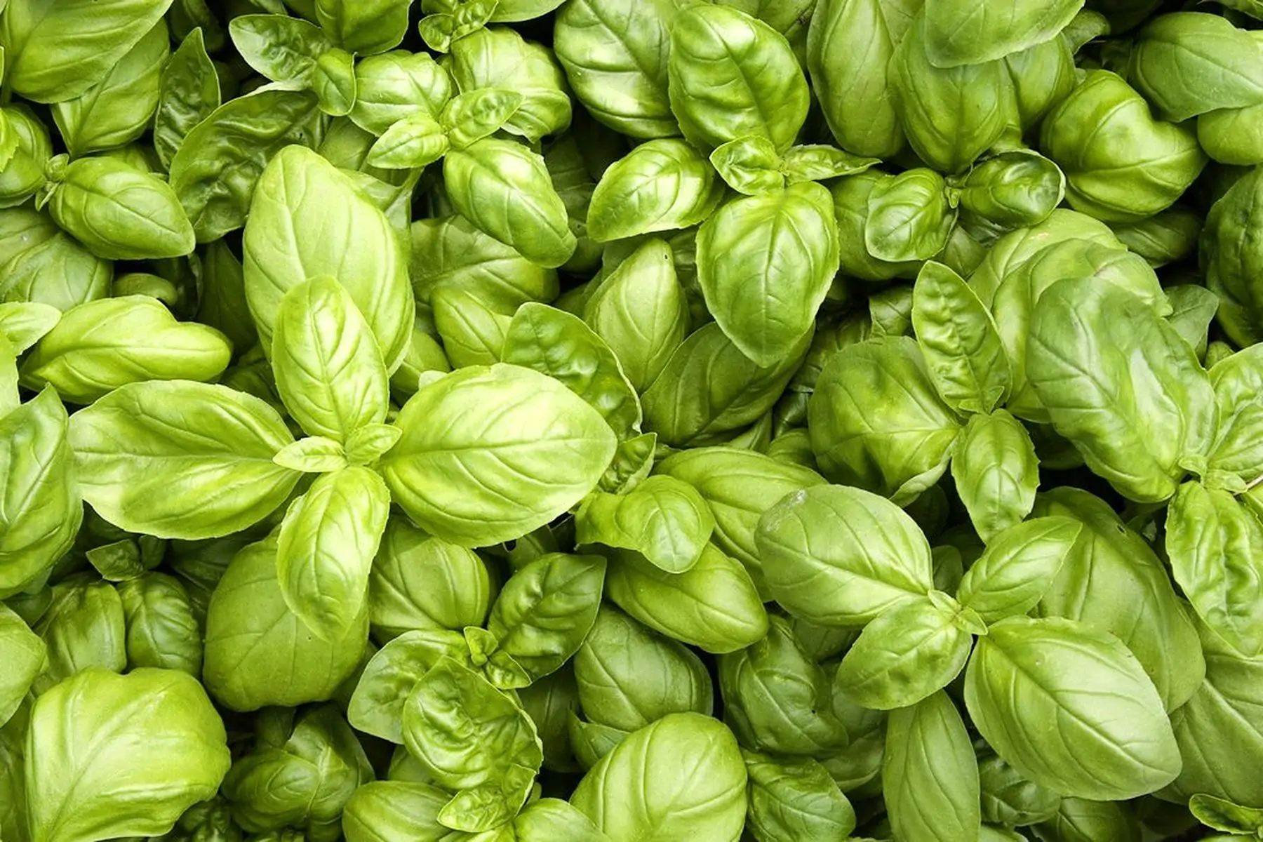basilic vert