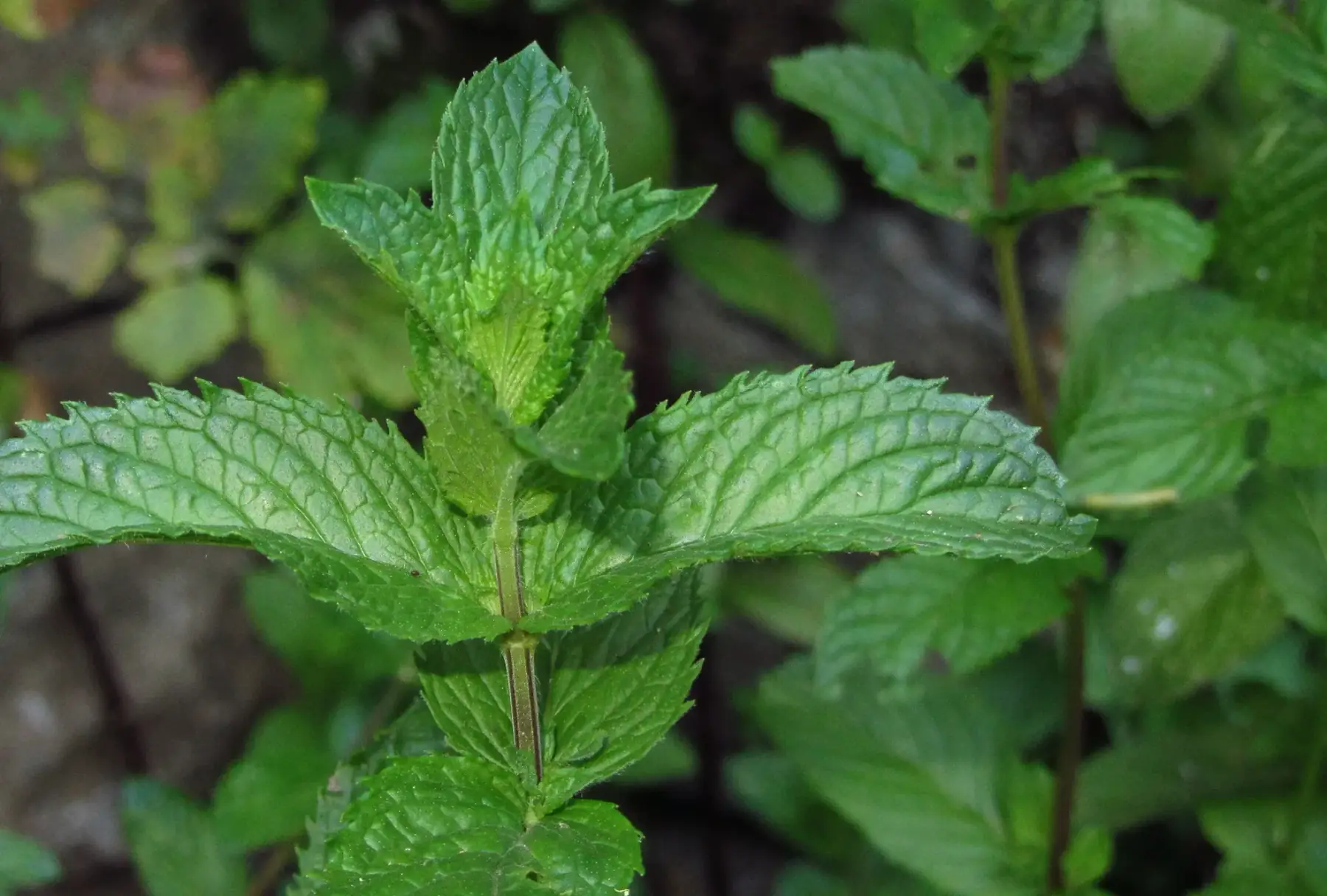 menthe