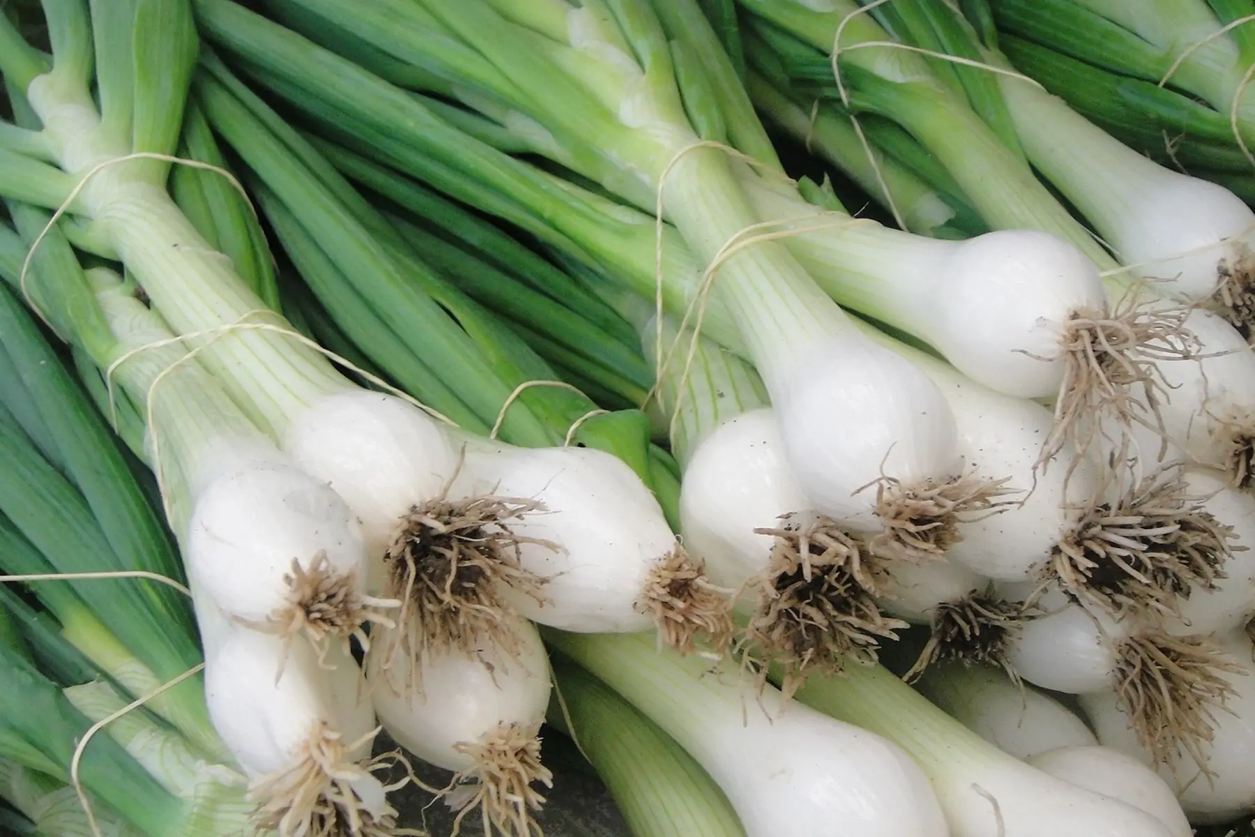 oignon blanc