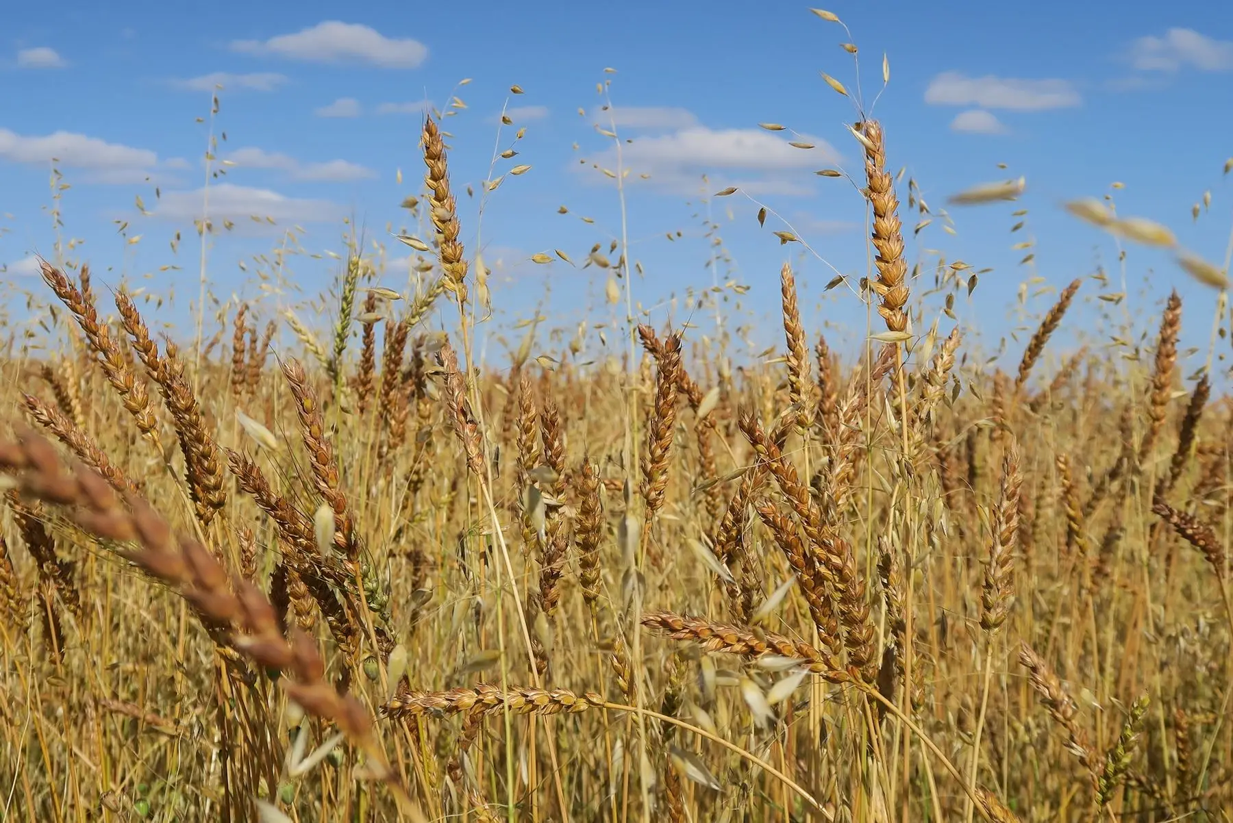 farine de blé ancien rouge de bordeaux
