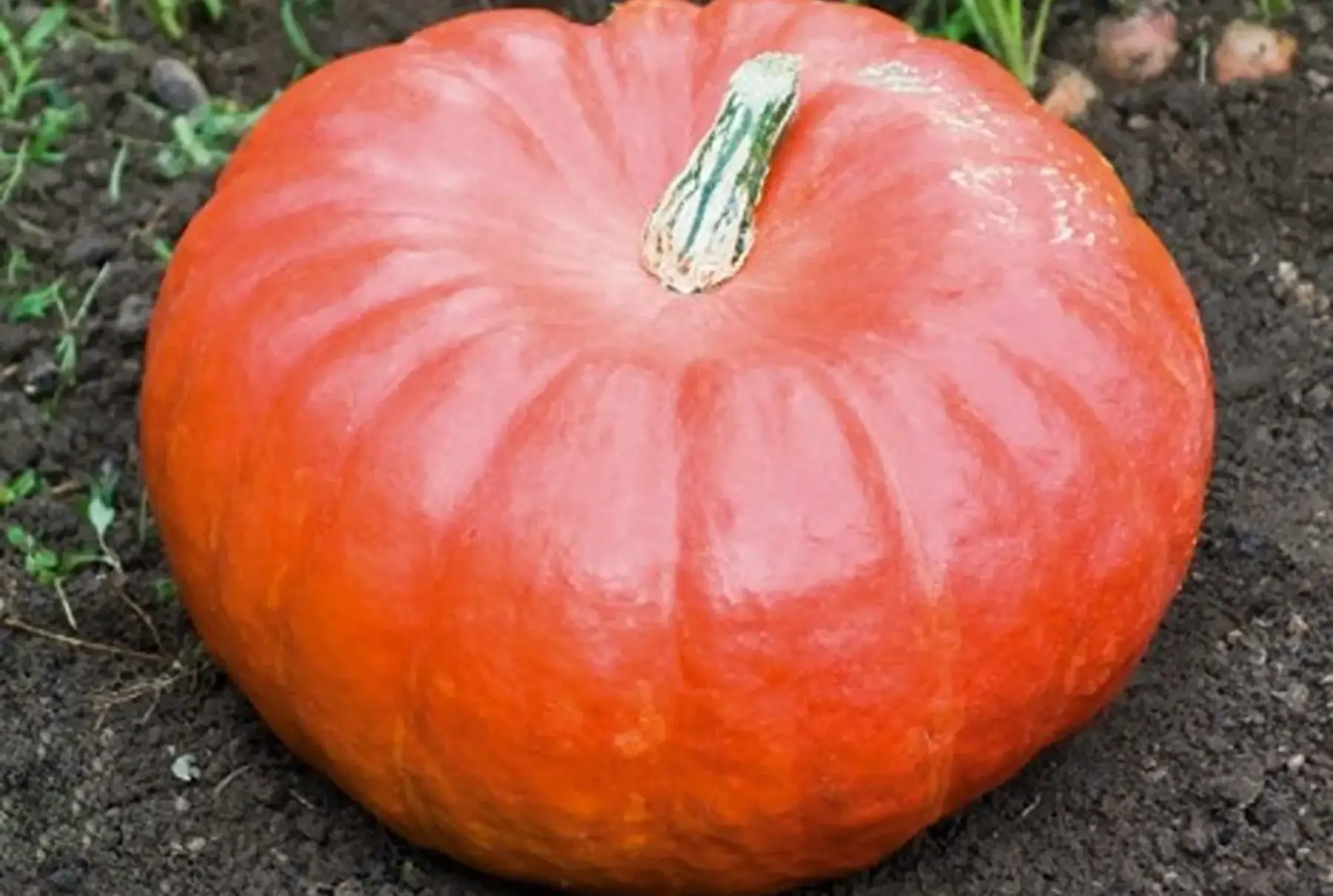 courge rouge vif d'etampes