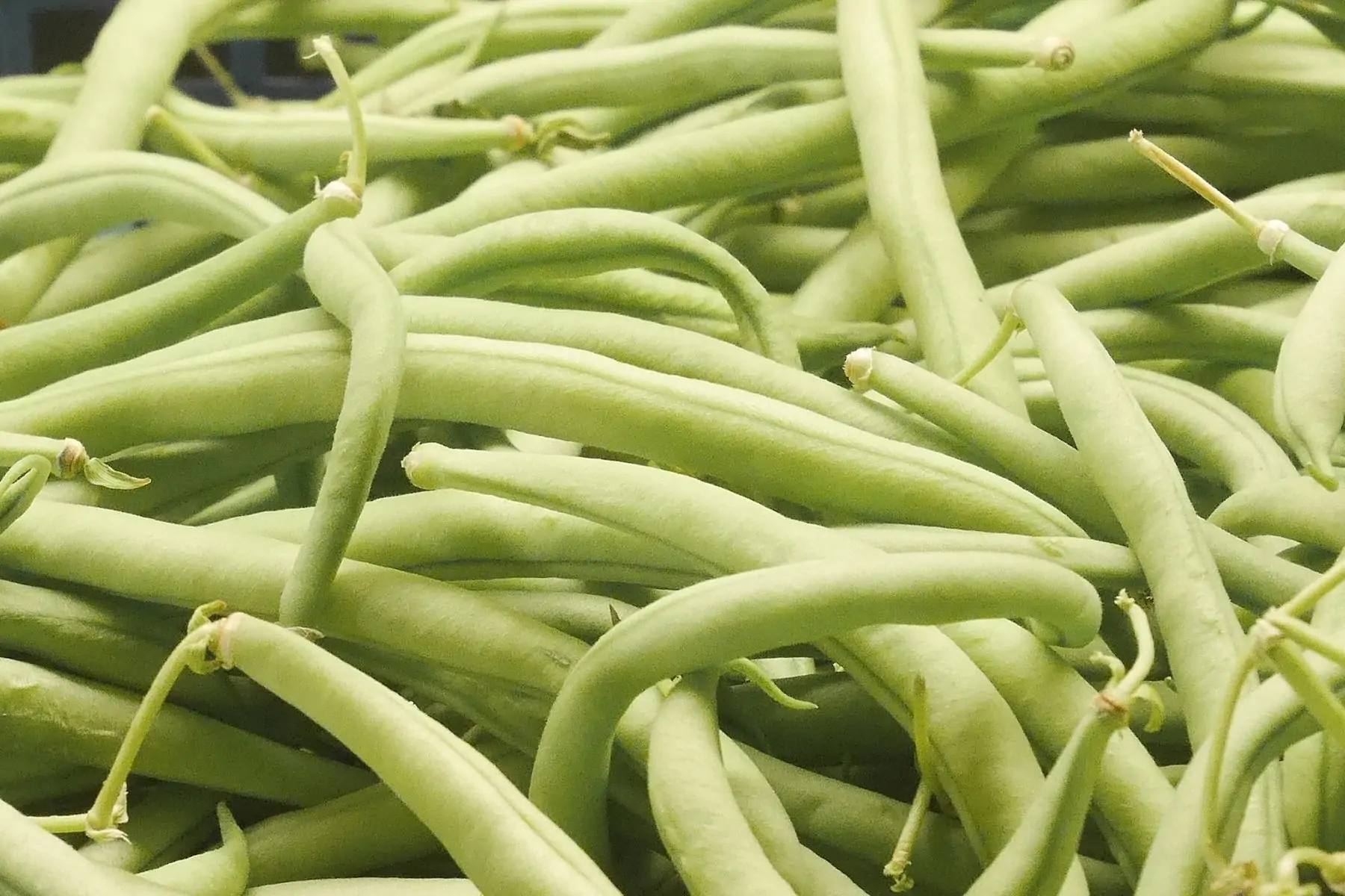 haricots verts