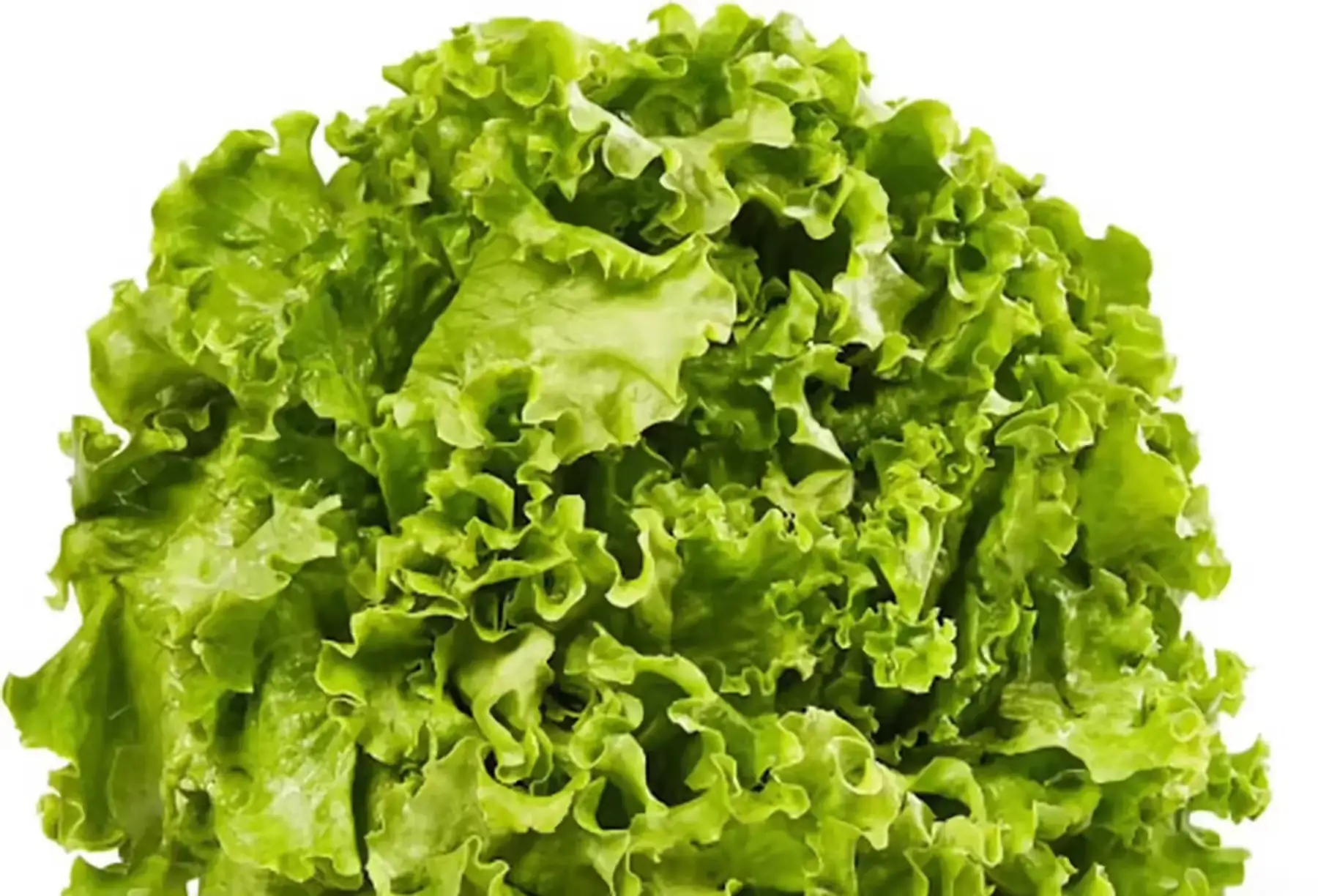 salades batavia verte