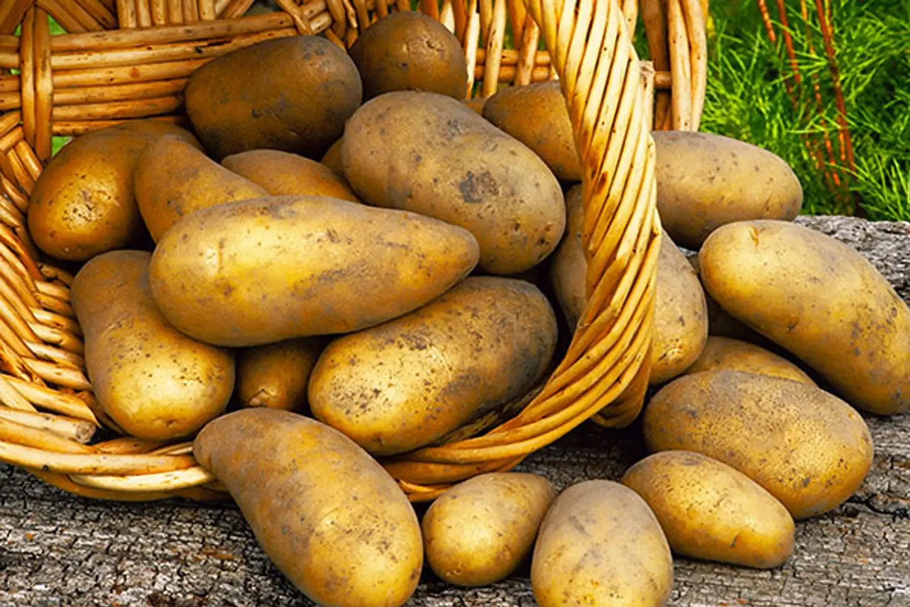 pomme de terre "ditta" (chair ferme)