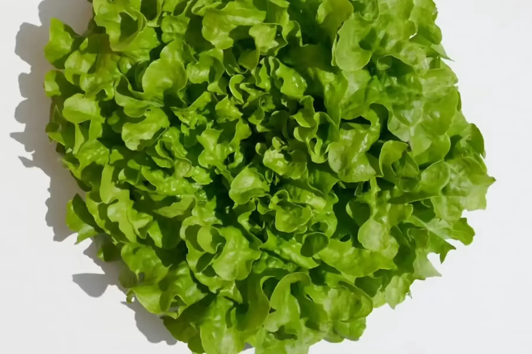 salade feuille de chêne