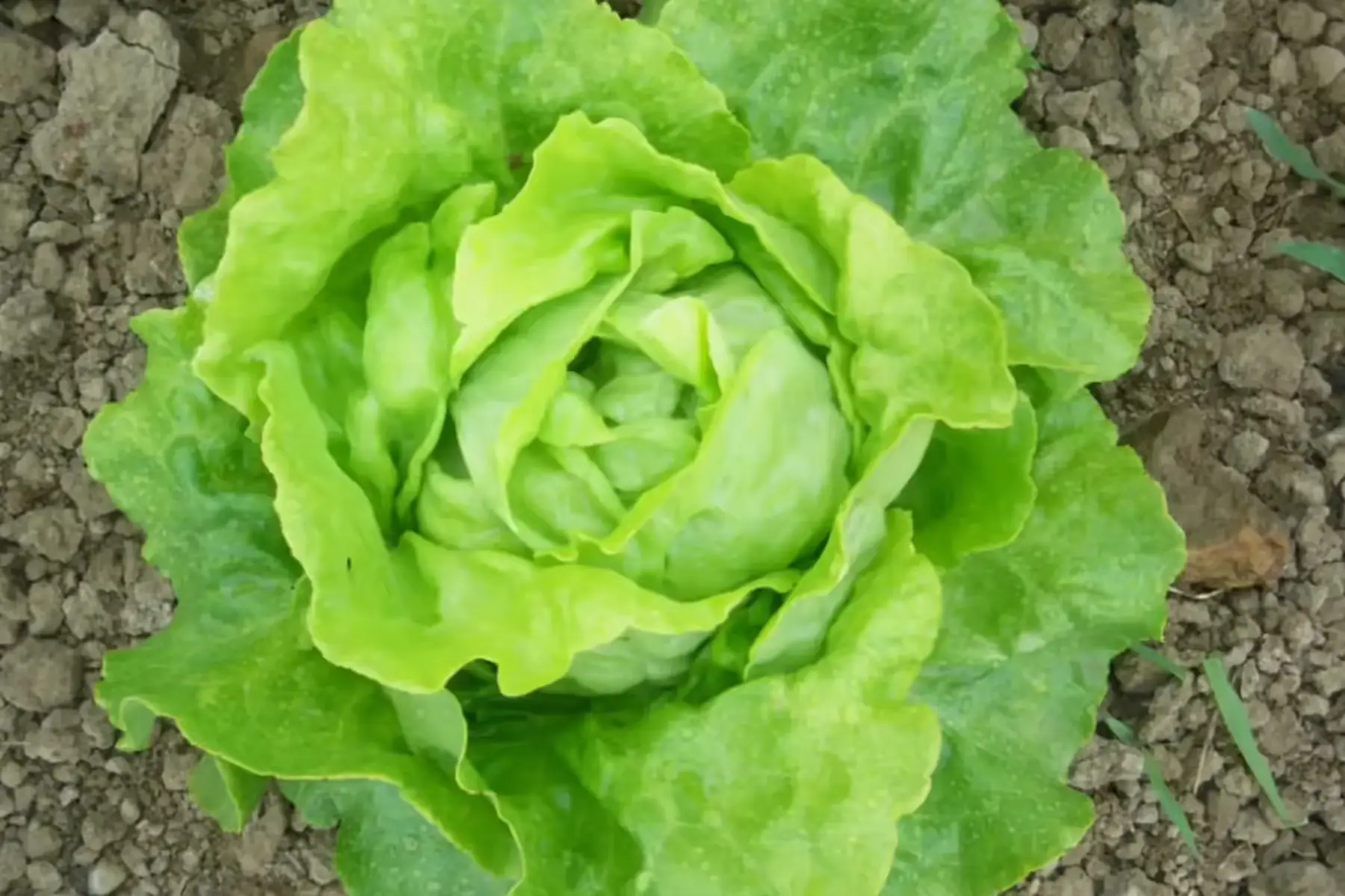 salades laitue pommée