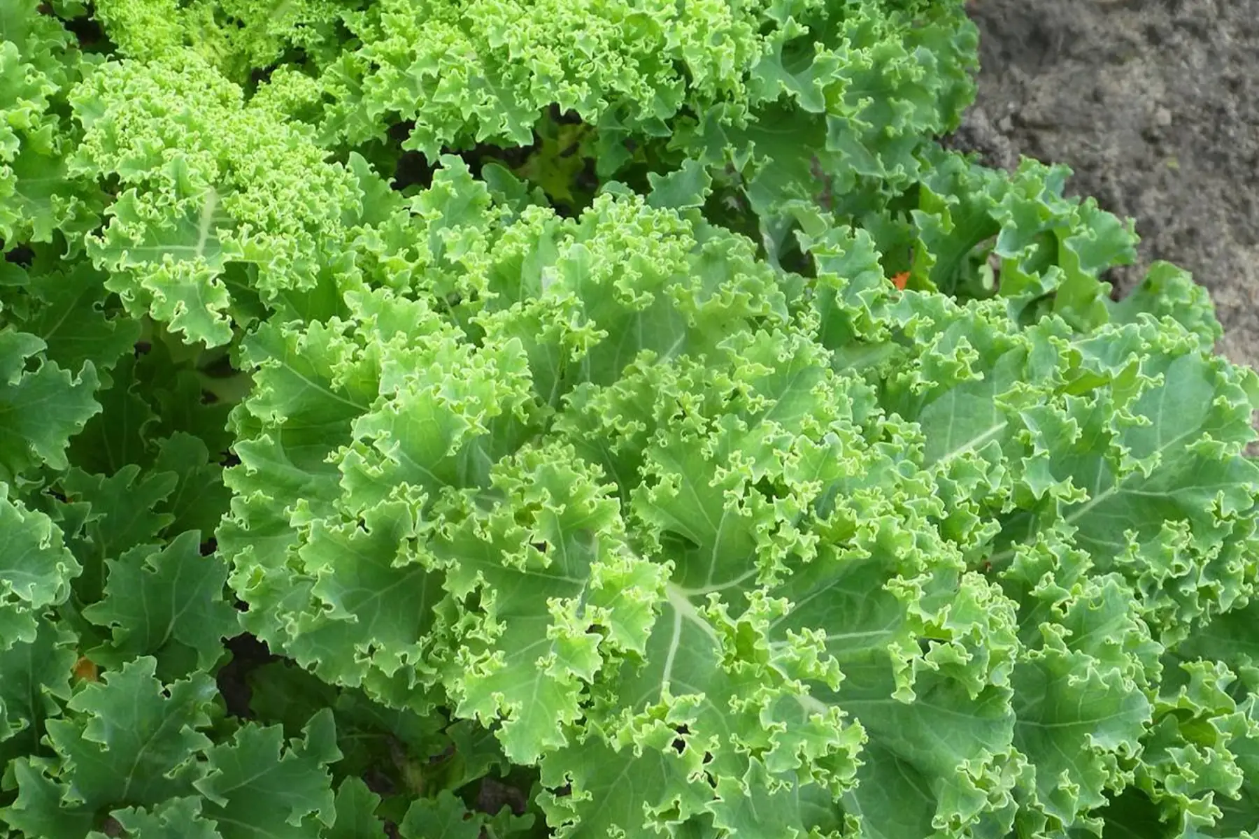 chou kale