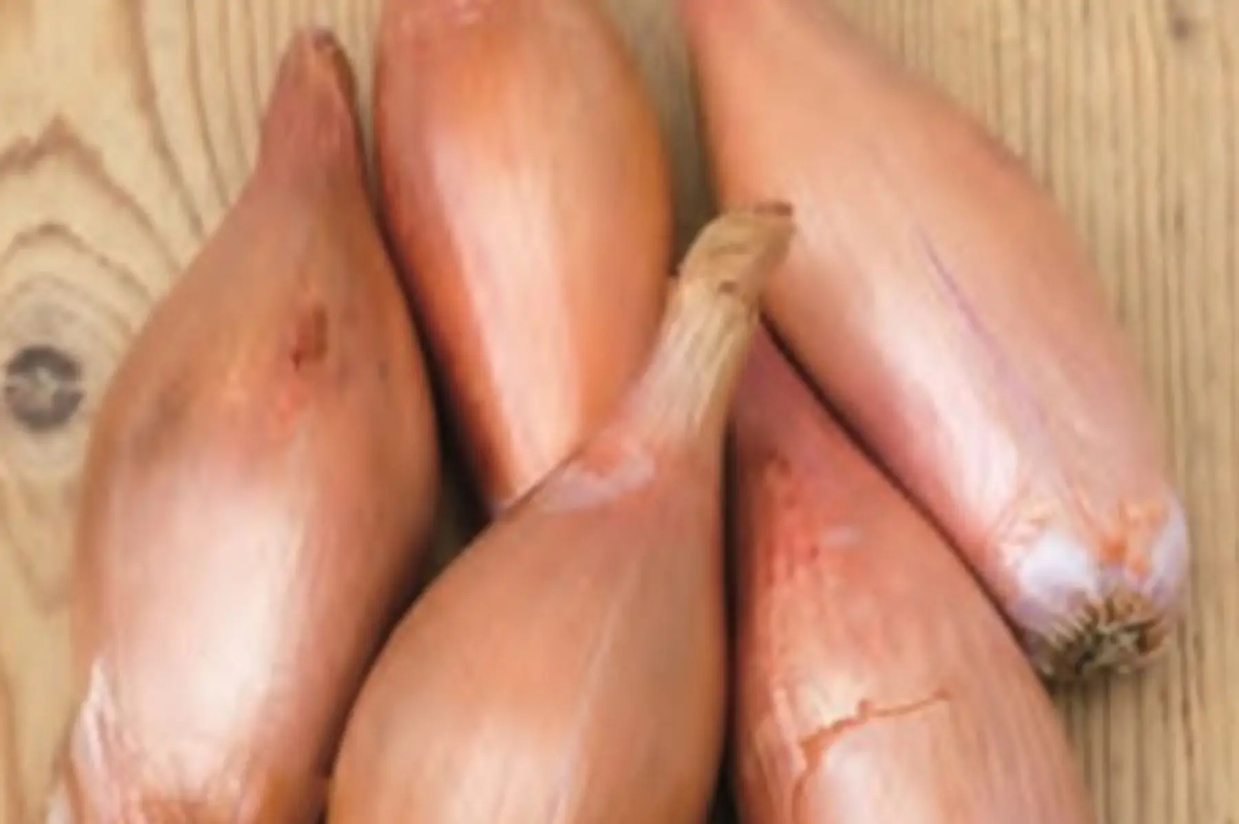 le jardin de la faverie