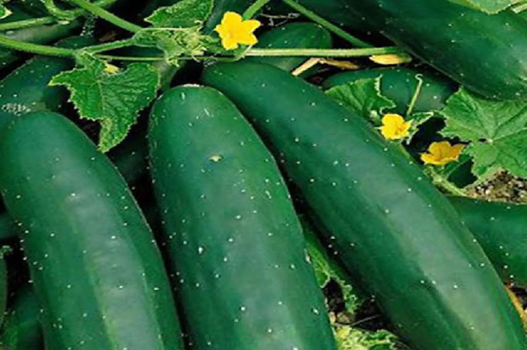 concombres courts épineux ou longs