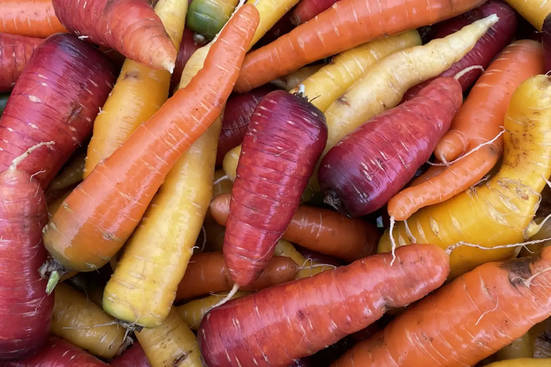 carotte en mélange
