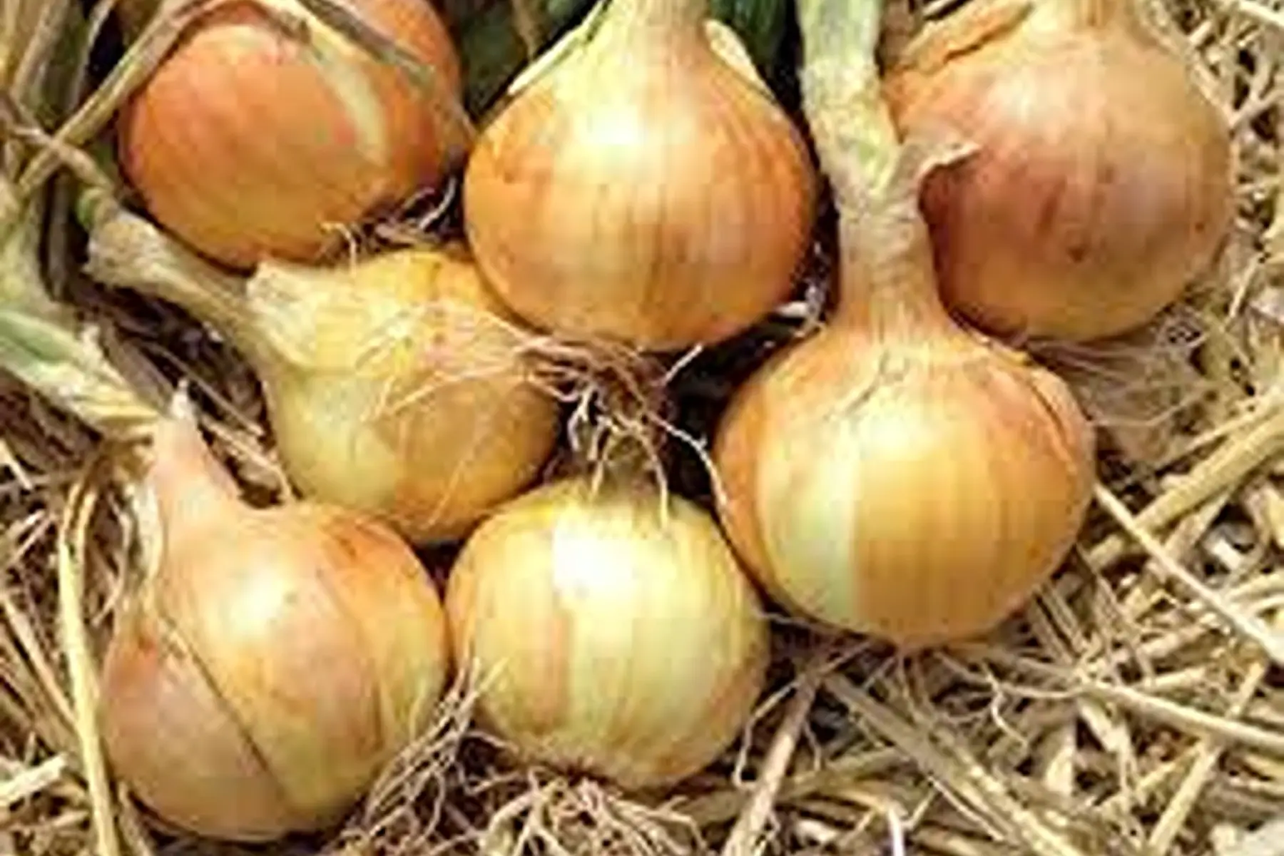 oignon jaune frais en botte (300g)