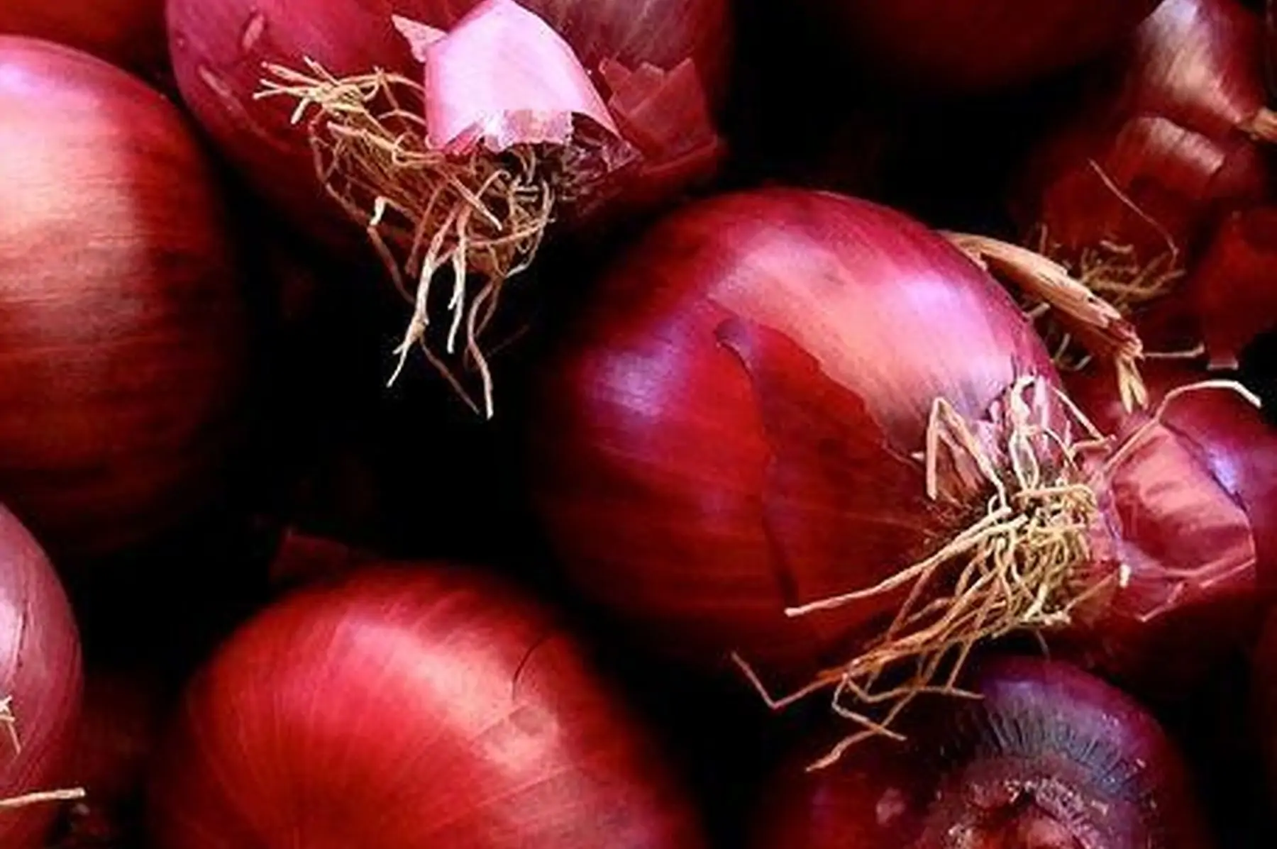 oignon rouge red baron