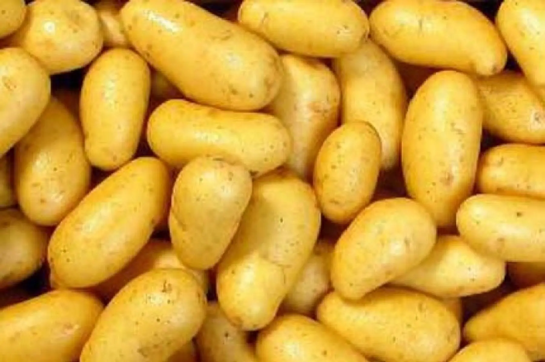 pommes de terre nouvelles